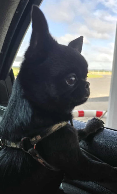 Edzio, Chihuahua z hodowli Bajeczne Urwisy
