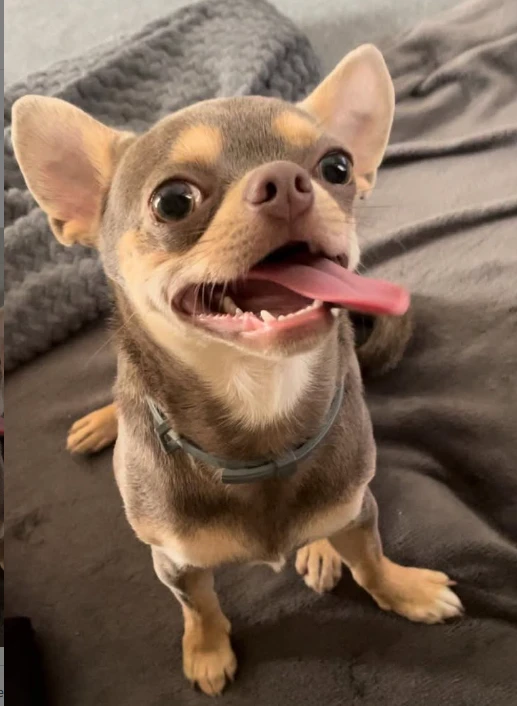 Chihuahua z hodowli Bajeczne Urwisy