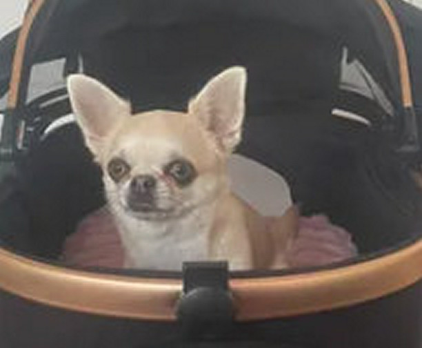 Gabi, Chihuahua z hodowli Bajeczne Urwisy