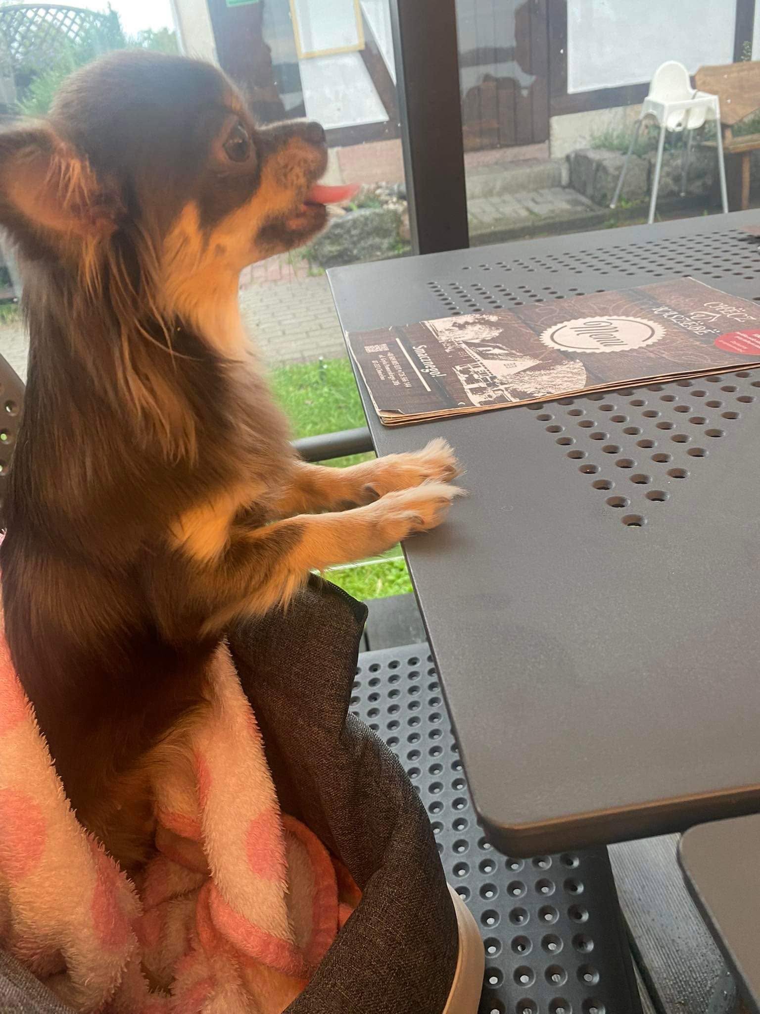 Mija, Chihuahua z hodowli Bajeczne Urwisy