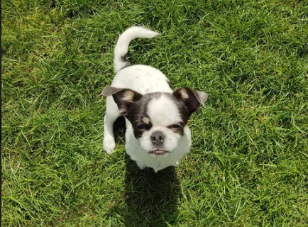 Tedi, Chihuahua z hodowli Bajeczne Urwisy