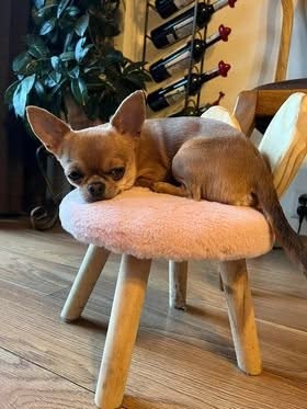 Gacuś, Chihuahua z hodowli Bajeczne Urwisy