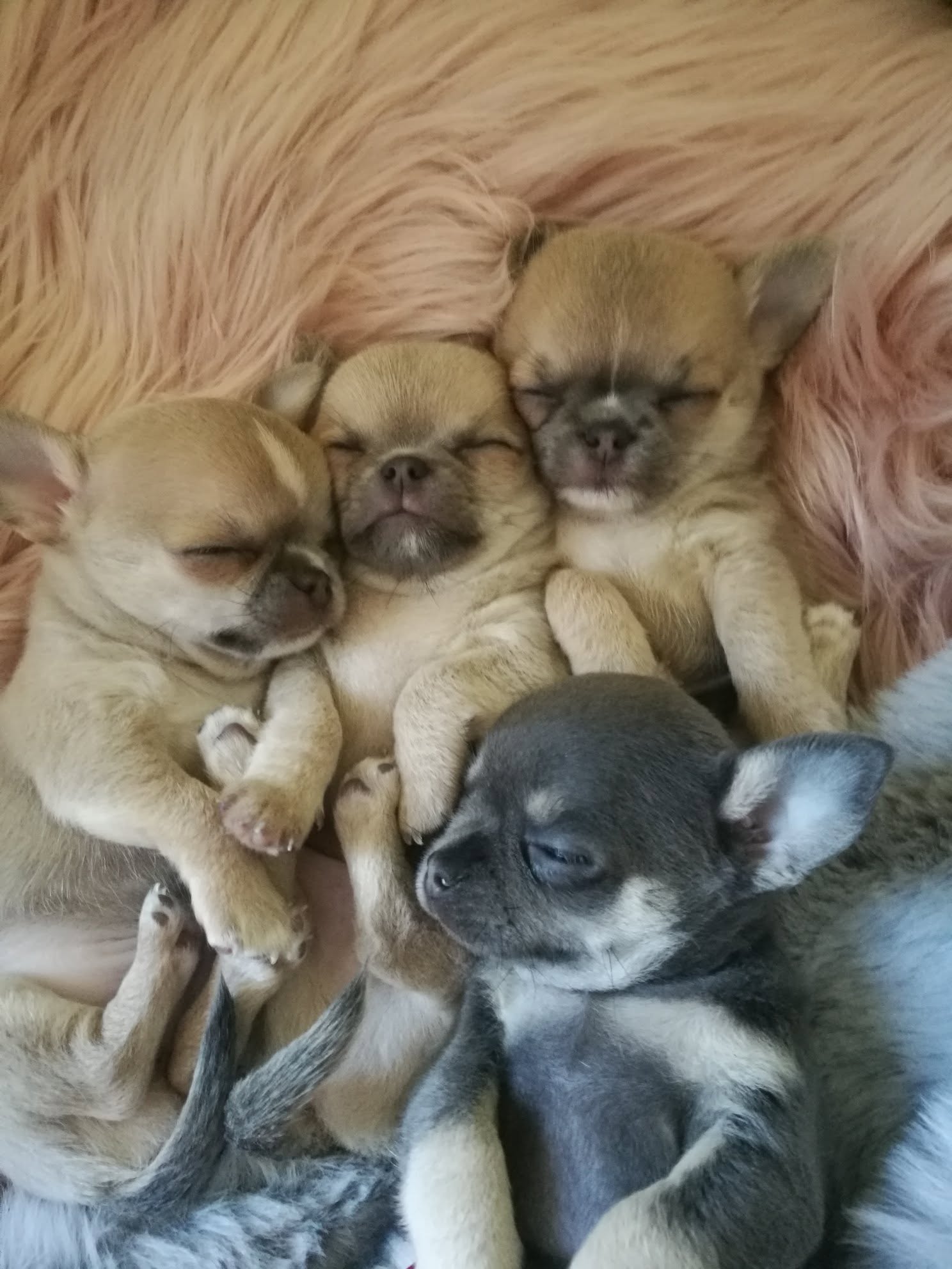 Trzy szczenięta Chihuahua na różowym kocu