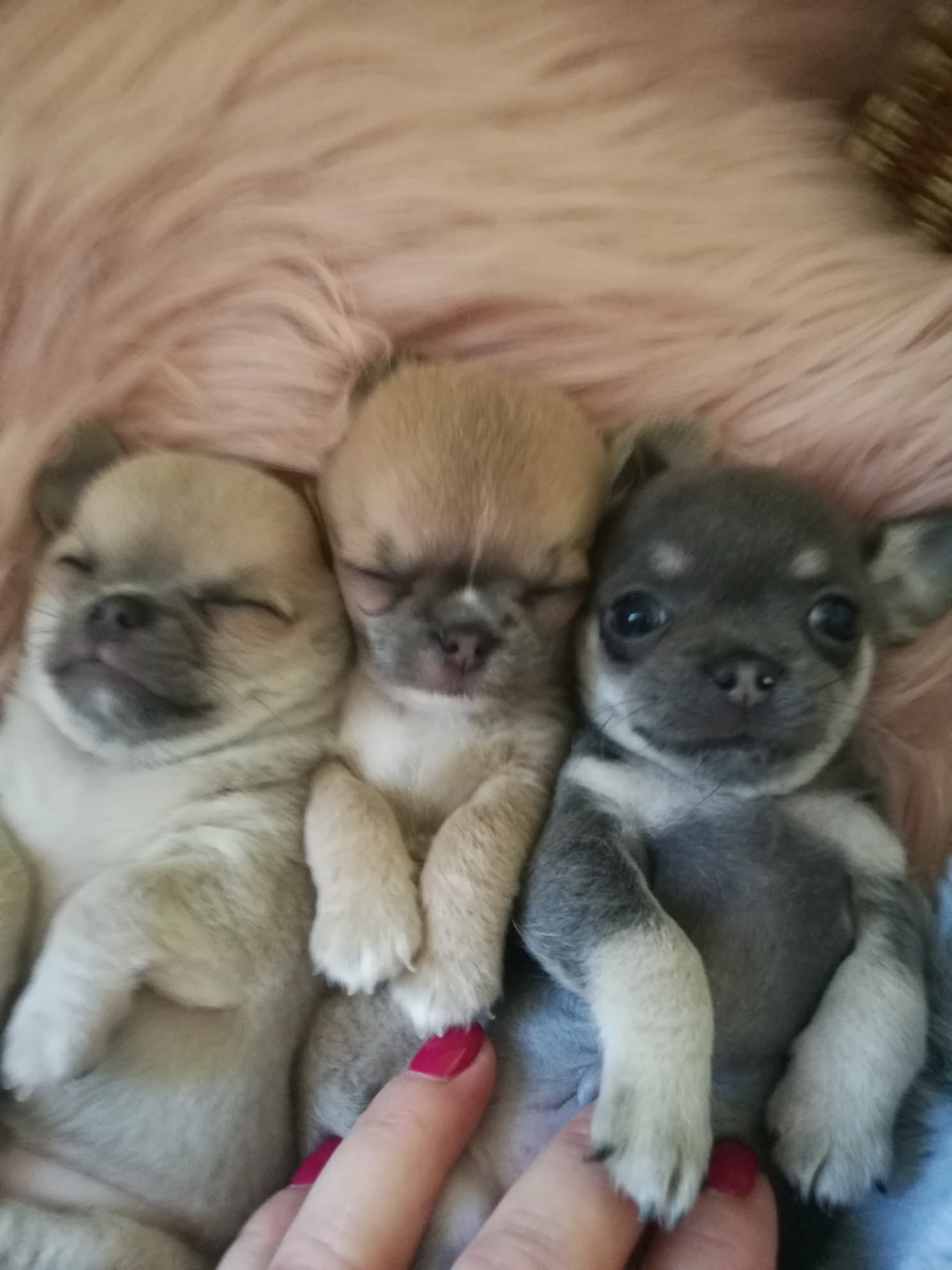 Szczenięta Chihuahua przytulone na kocu