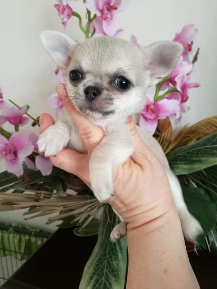 Chihuahua na rękach opiekuna