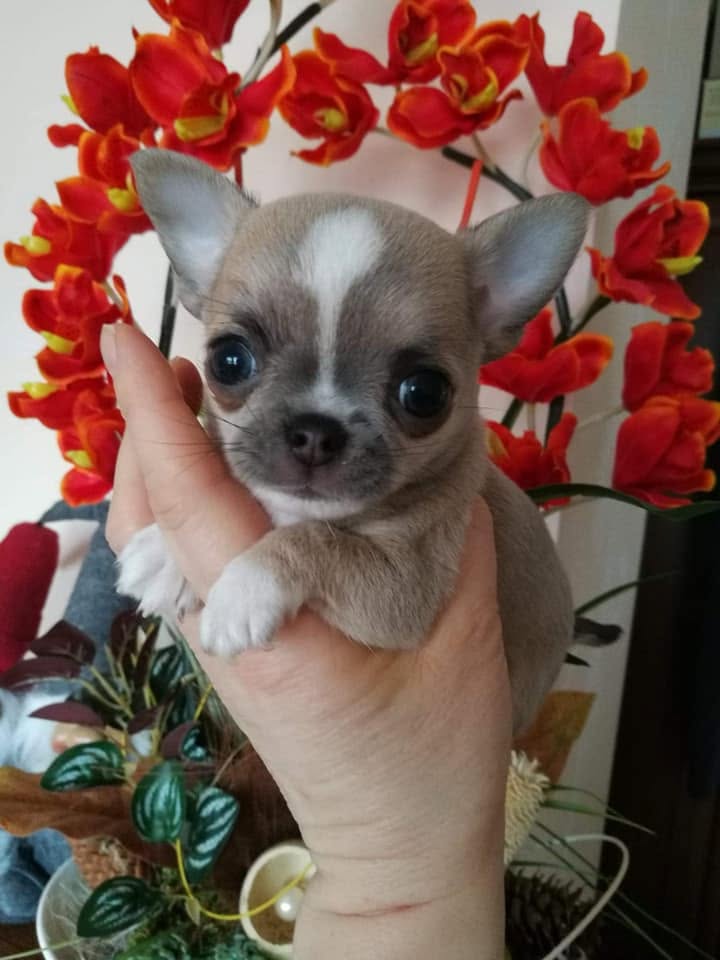 Chihuahua na rękach opiekuna