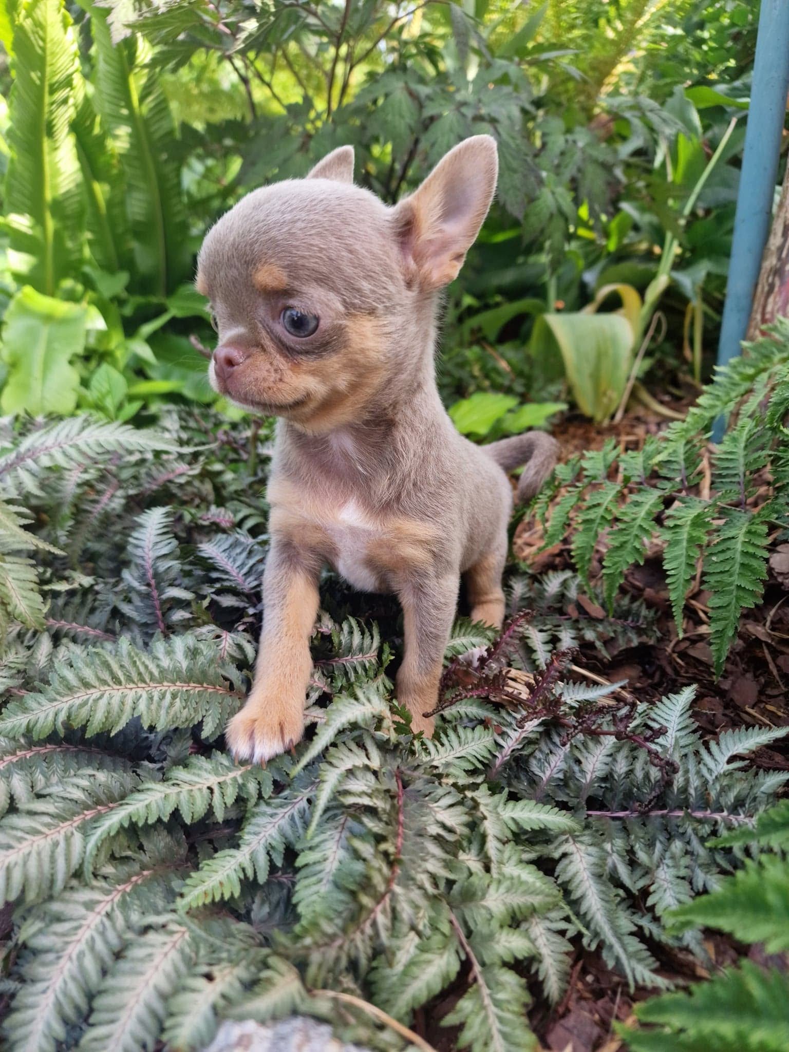 Chihuahua z rodzinnej hodowli Bajeczne Urwisy