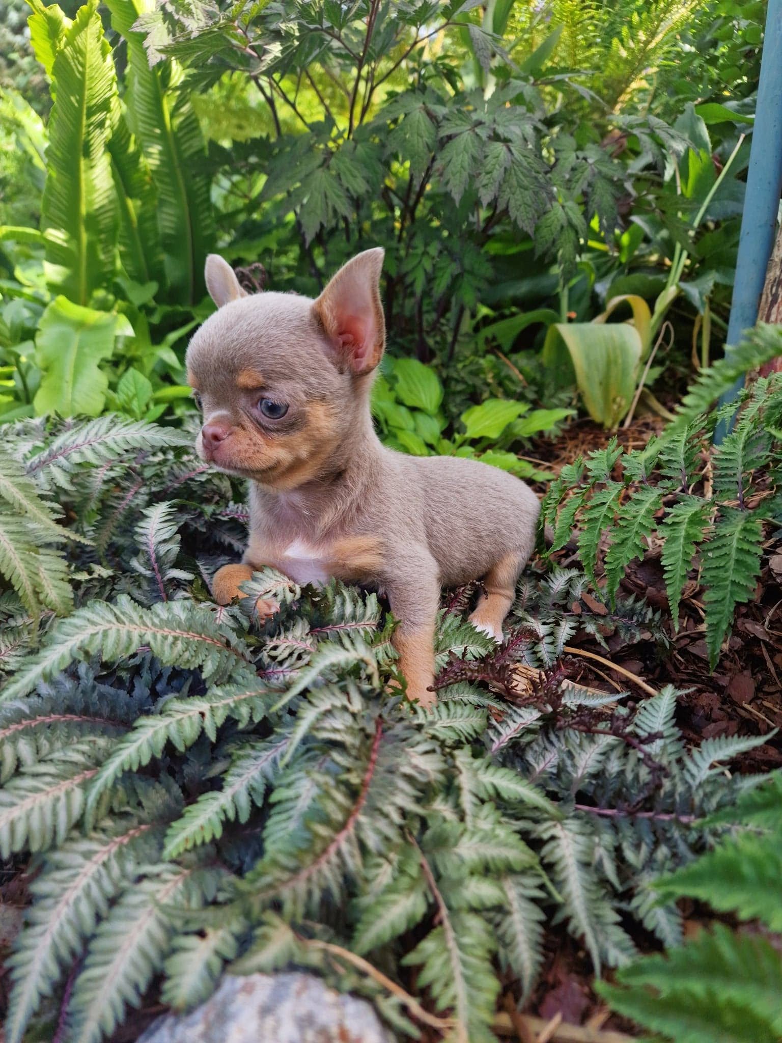 Chihuahua z rodzinnej hodowli Bajeczne Urwisy