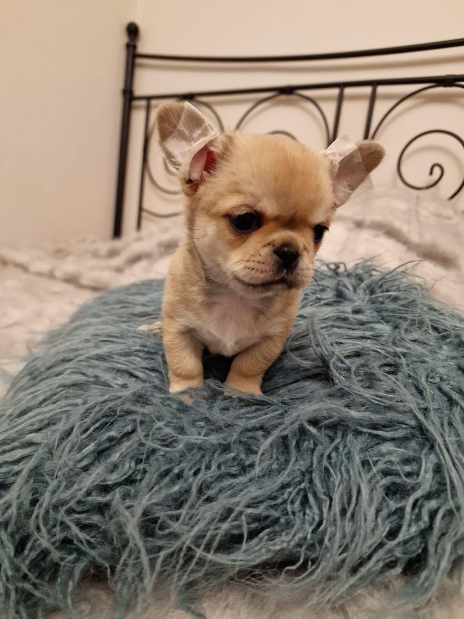 Chihuahua z rodzinnej hodowli Bajeczne Urwisy