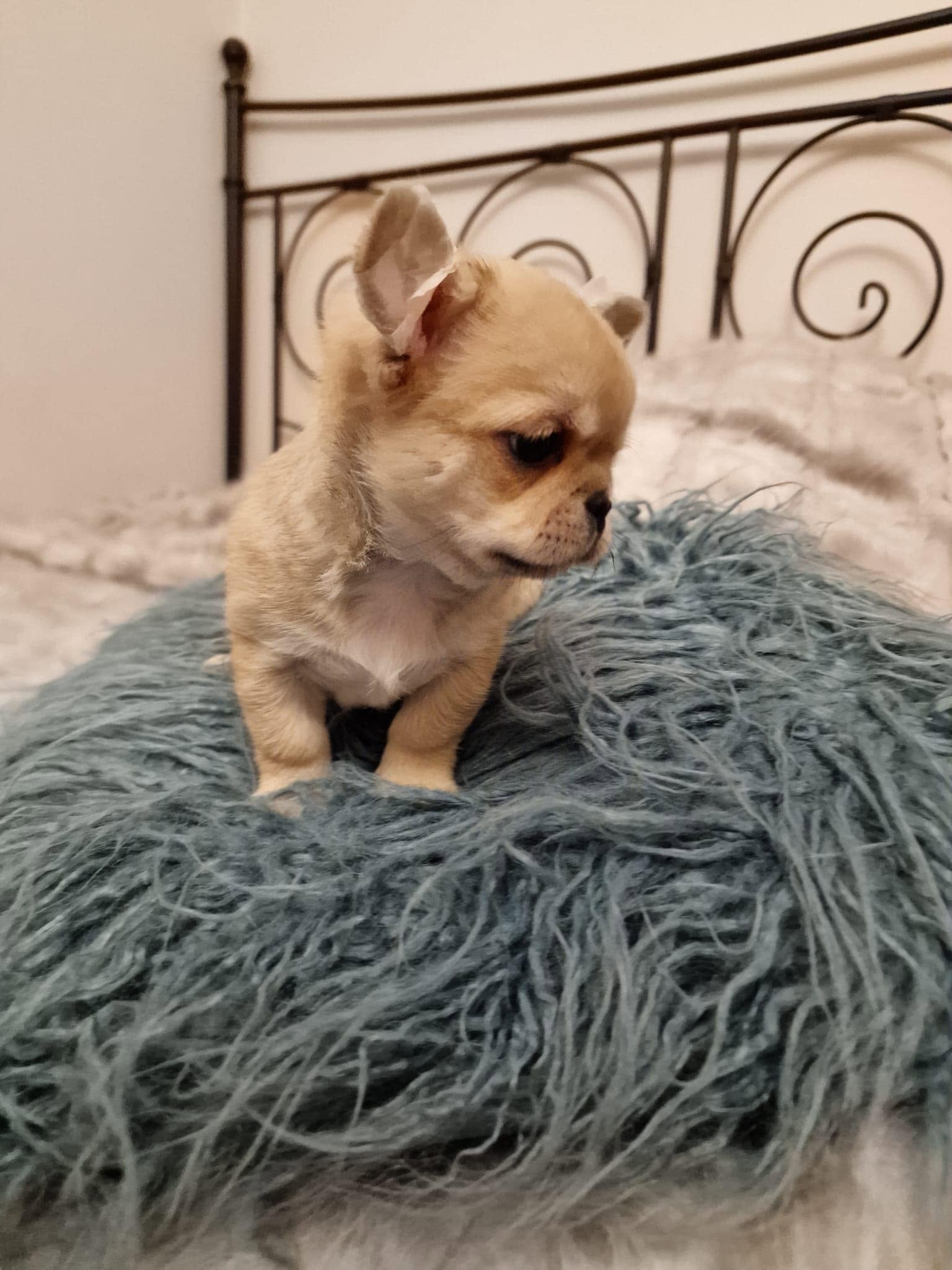 Chihuahua z rodzinnej hodowli Bajeczne Urwisy