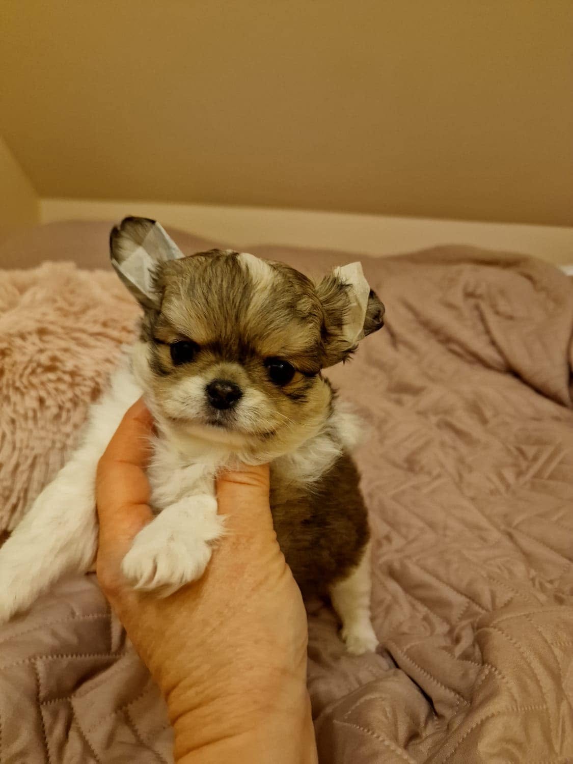 Chihuahua na rękach opiekuna