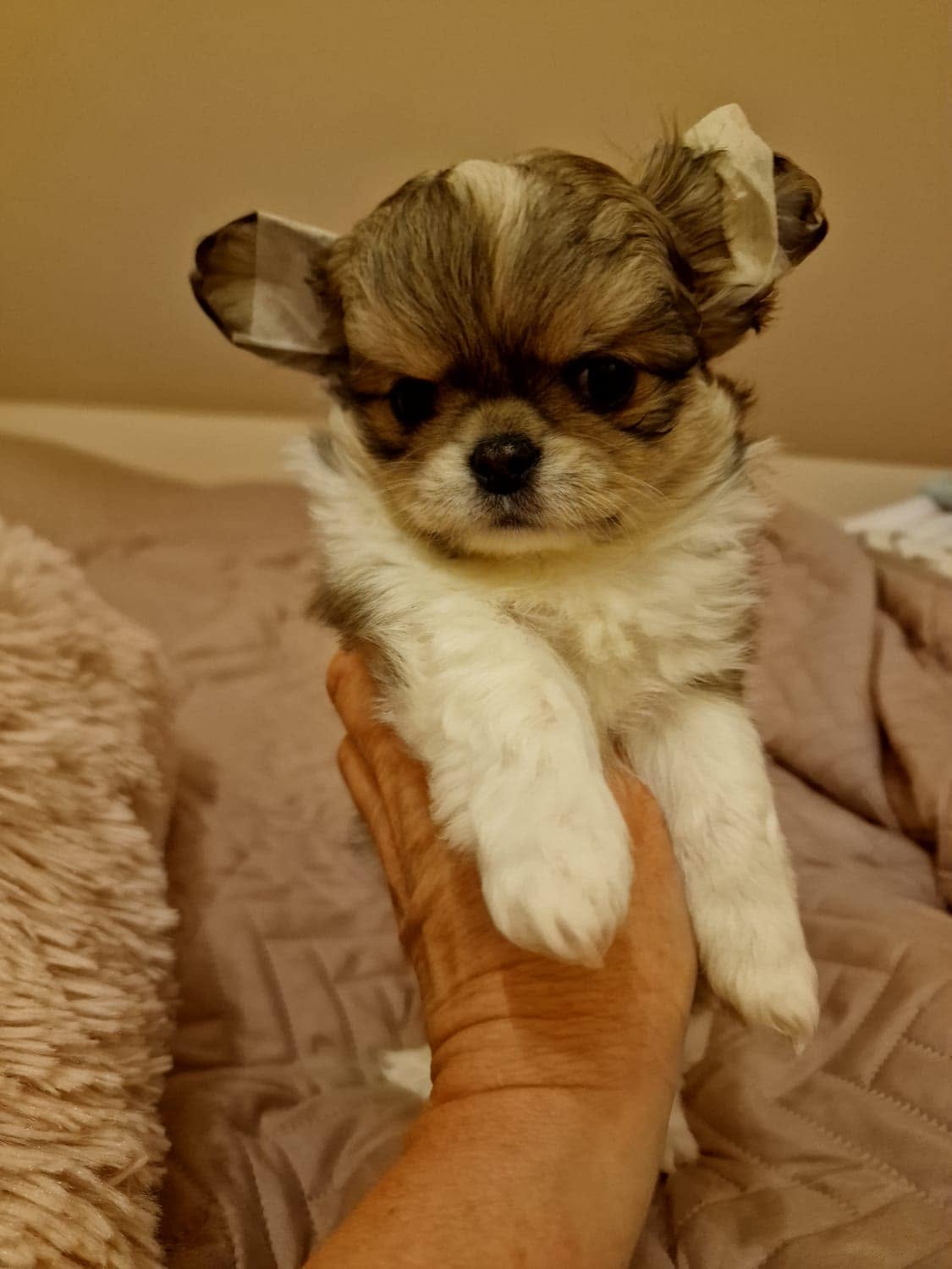 Chihuahua na rękach opiekuna