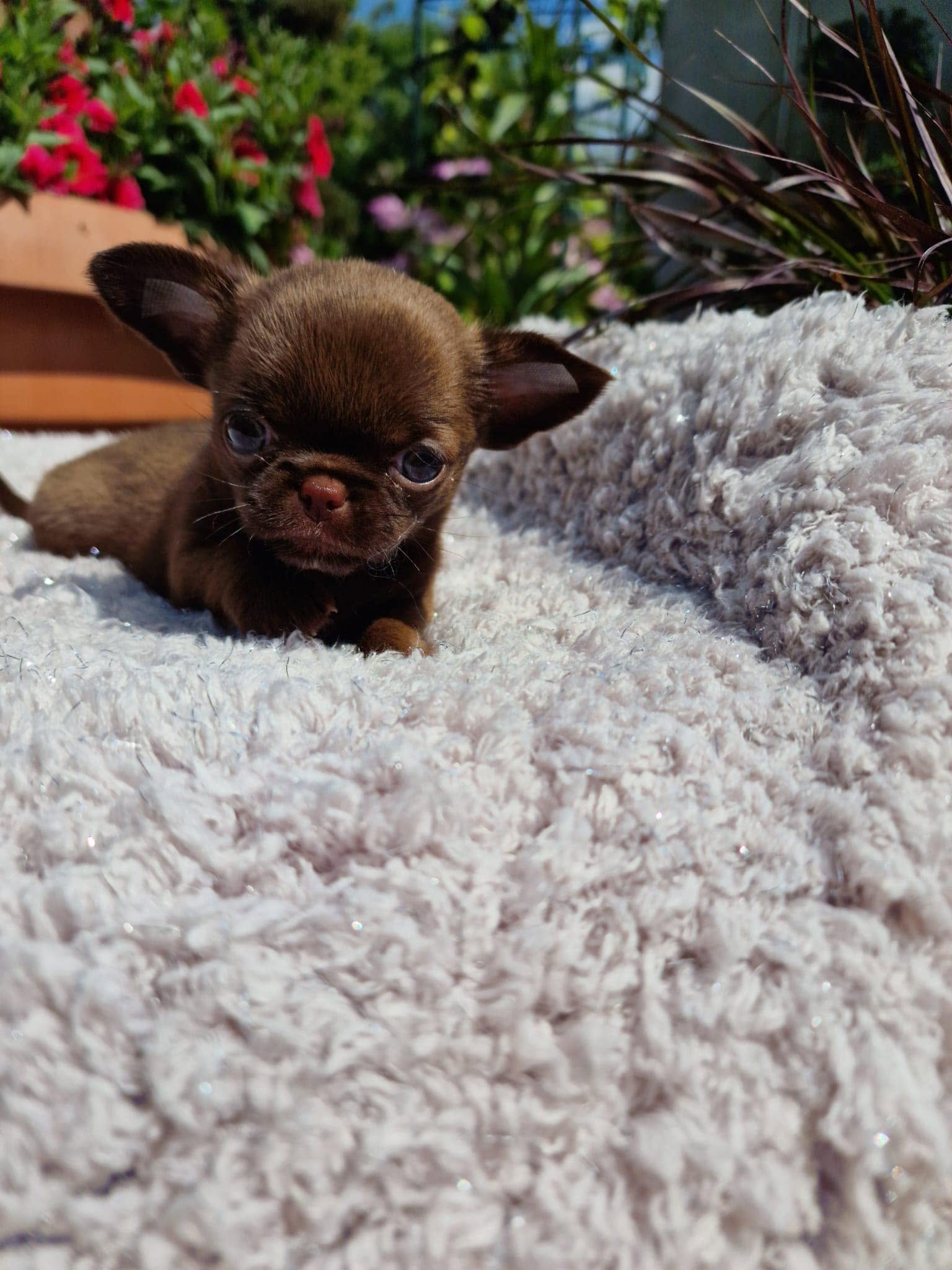 Chihuahua z rodzinnej hodowli Bajeczne Urwisy