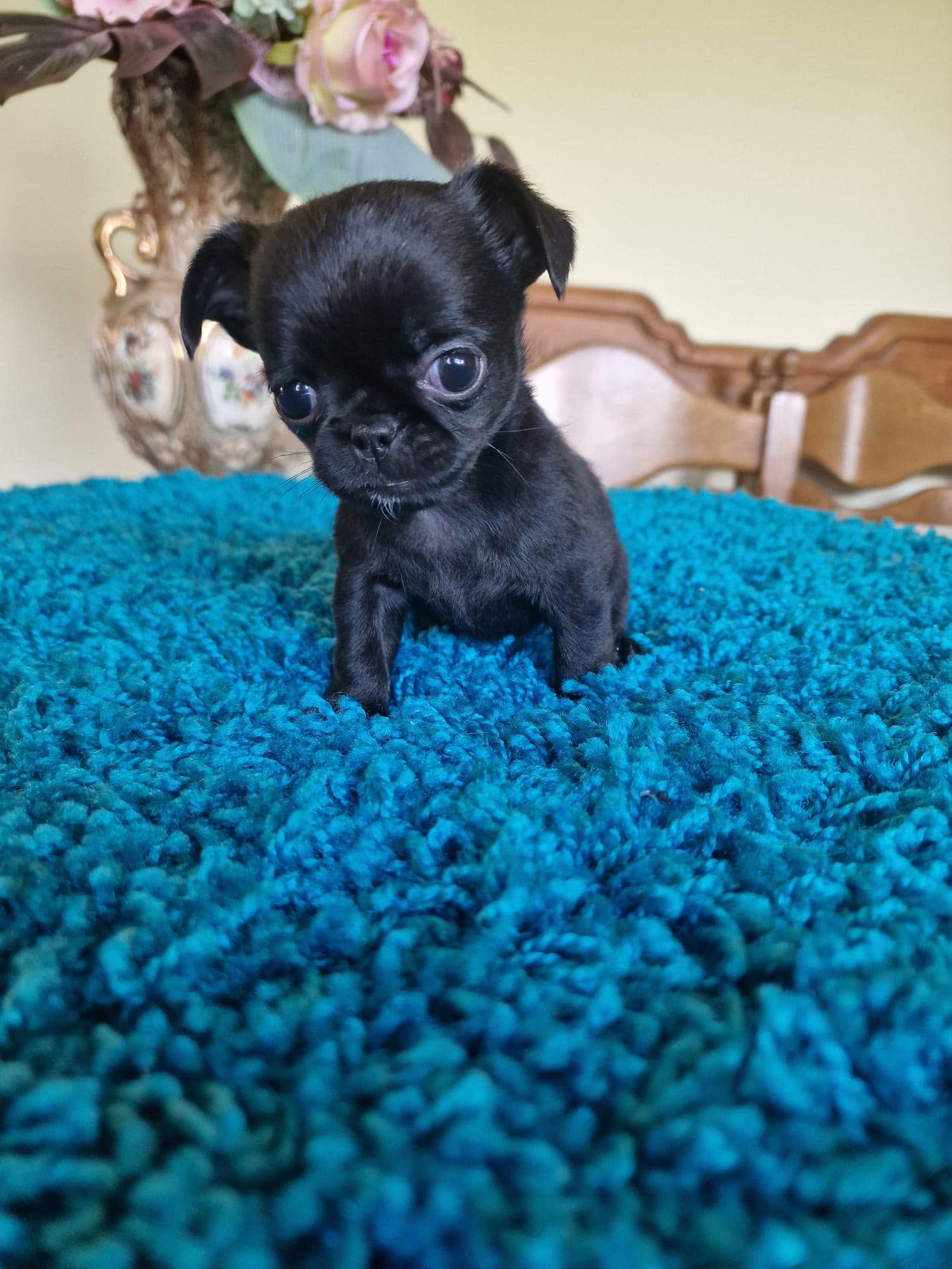 Chihuahua z rodzinnej hodowli Bajeczne Urwisy