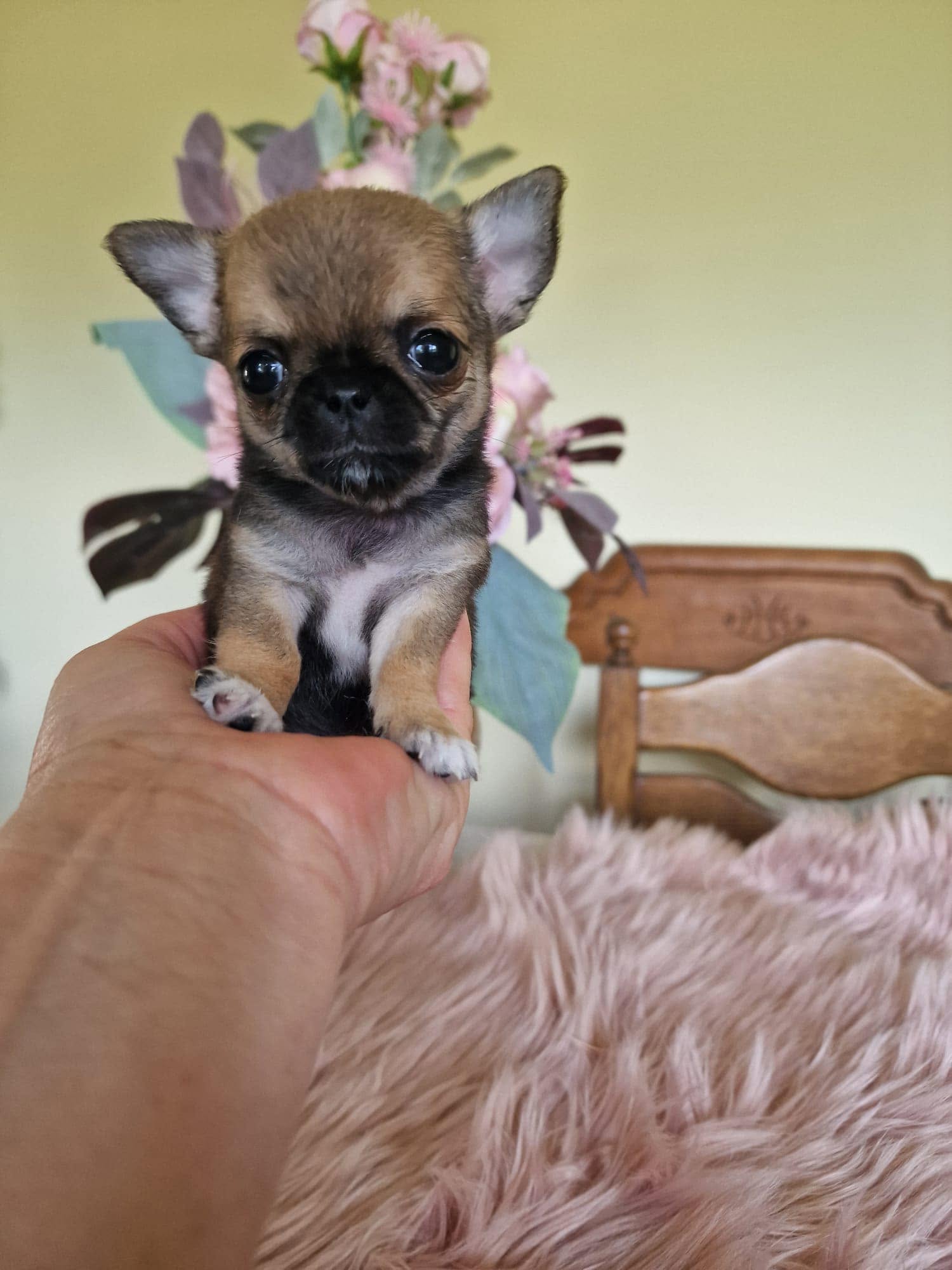 Chihuahua na rękach opiekuna