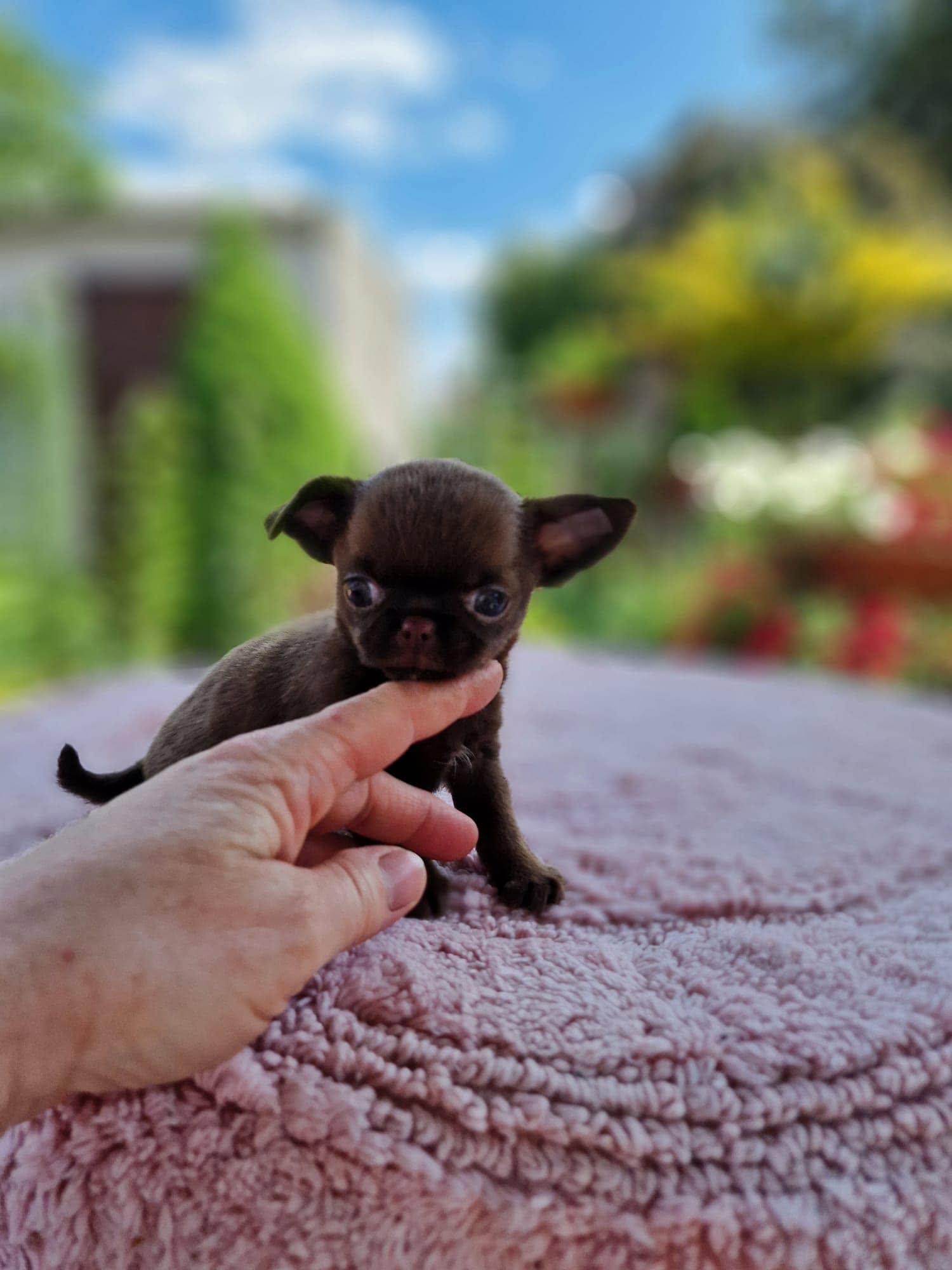Chihuahua na rękach opiekuna