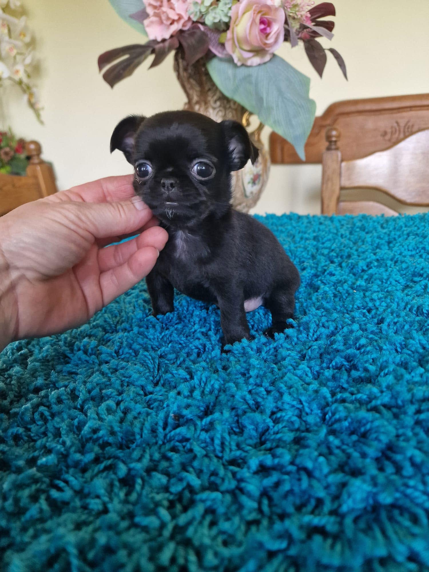 Chihuahua na rękach opiekuna