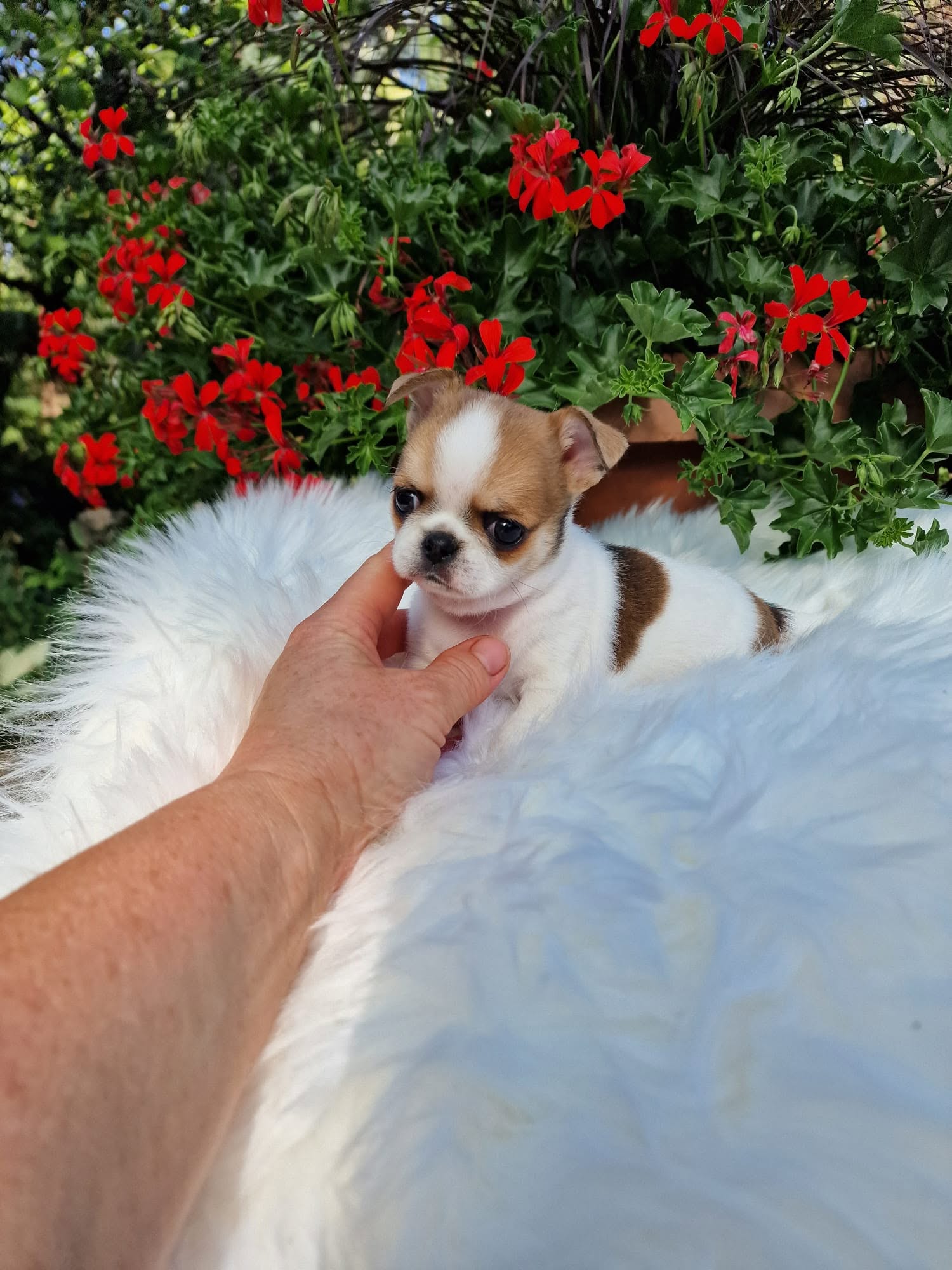 Chihuahua na rękach opiekuna