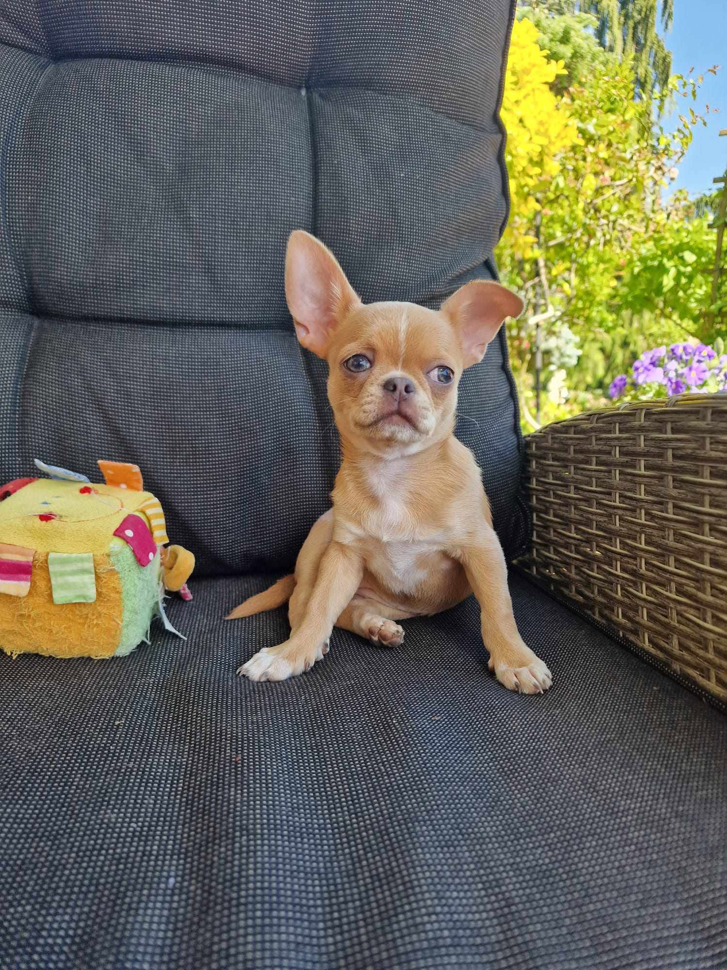 Chihuahua z rodzinnej hodowli Bajeczne Urwisy