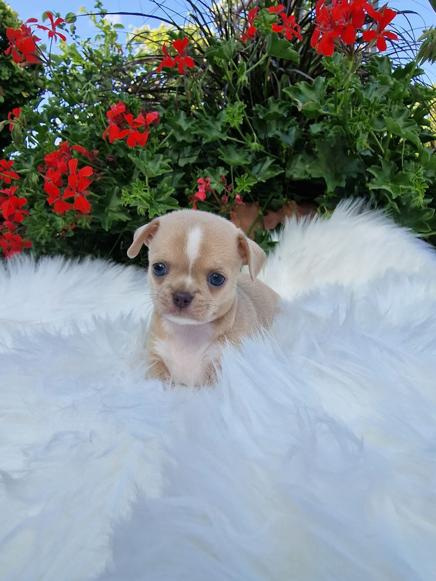 Chihuahua z rodzinnej hodowli Bajeczne Urwisy