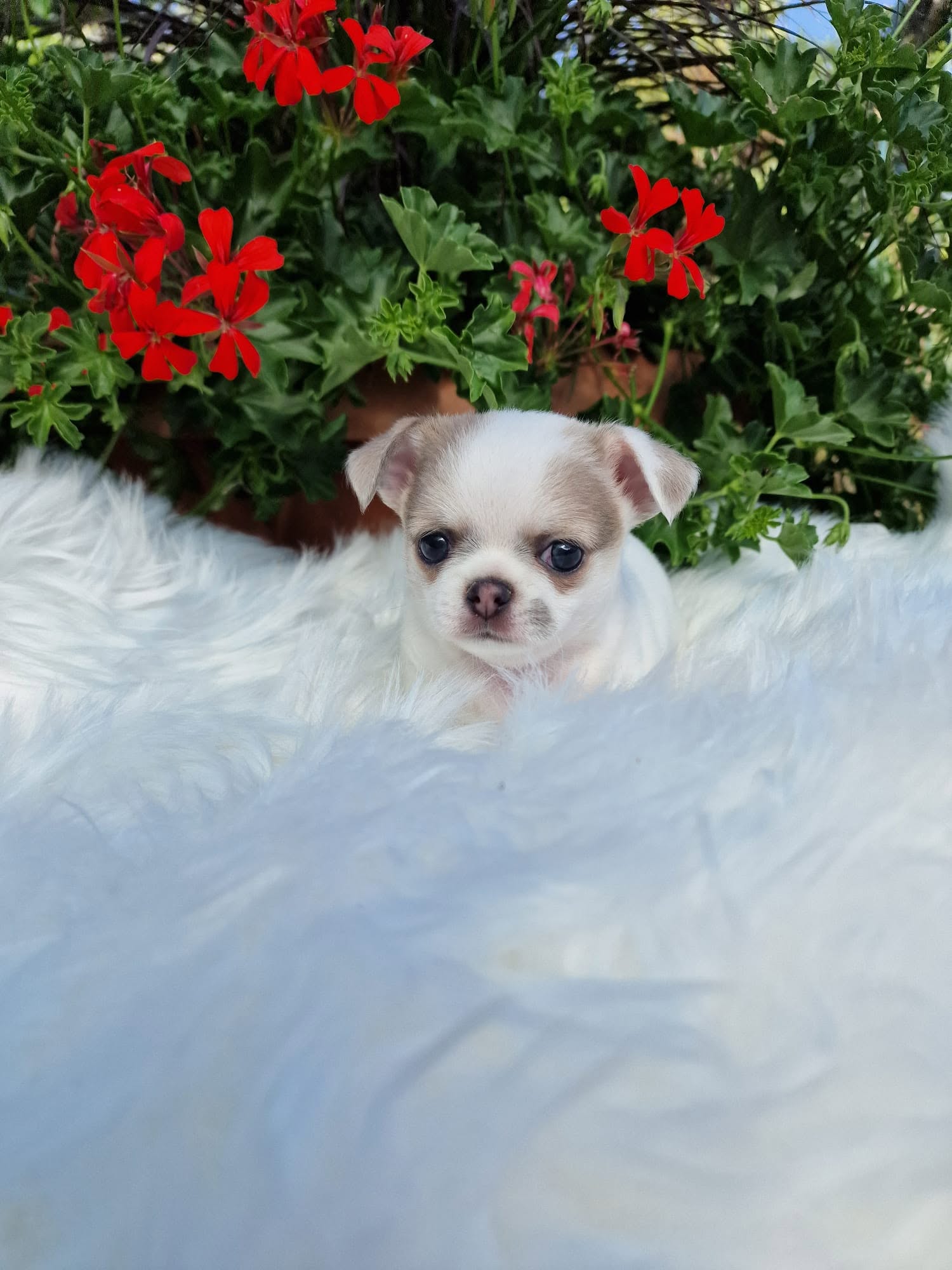 Chihuahua z rodzinnej hodowli Bajeczne Urwisy