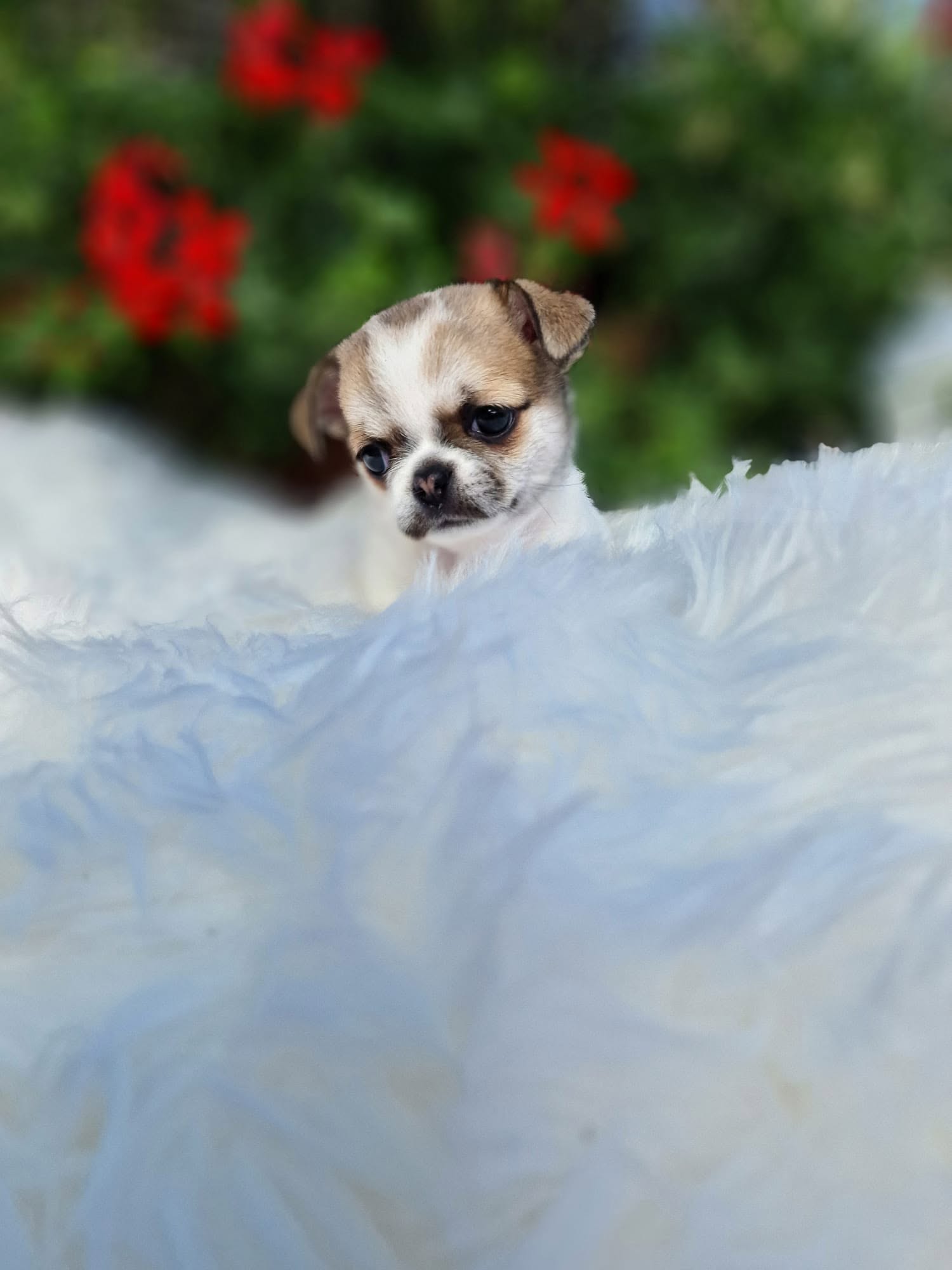 Chihuahua z rodzinnej hodowli Bajeczne Urwisy