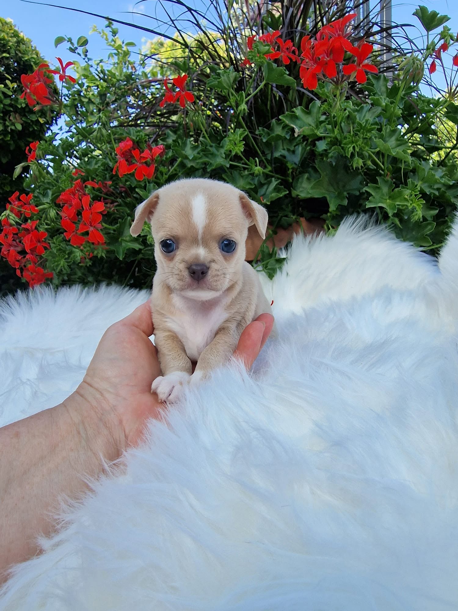 Chihuahua na rękach opiekuna