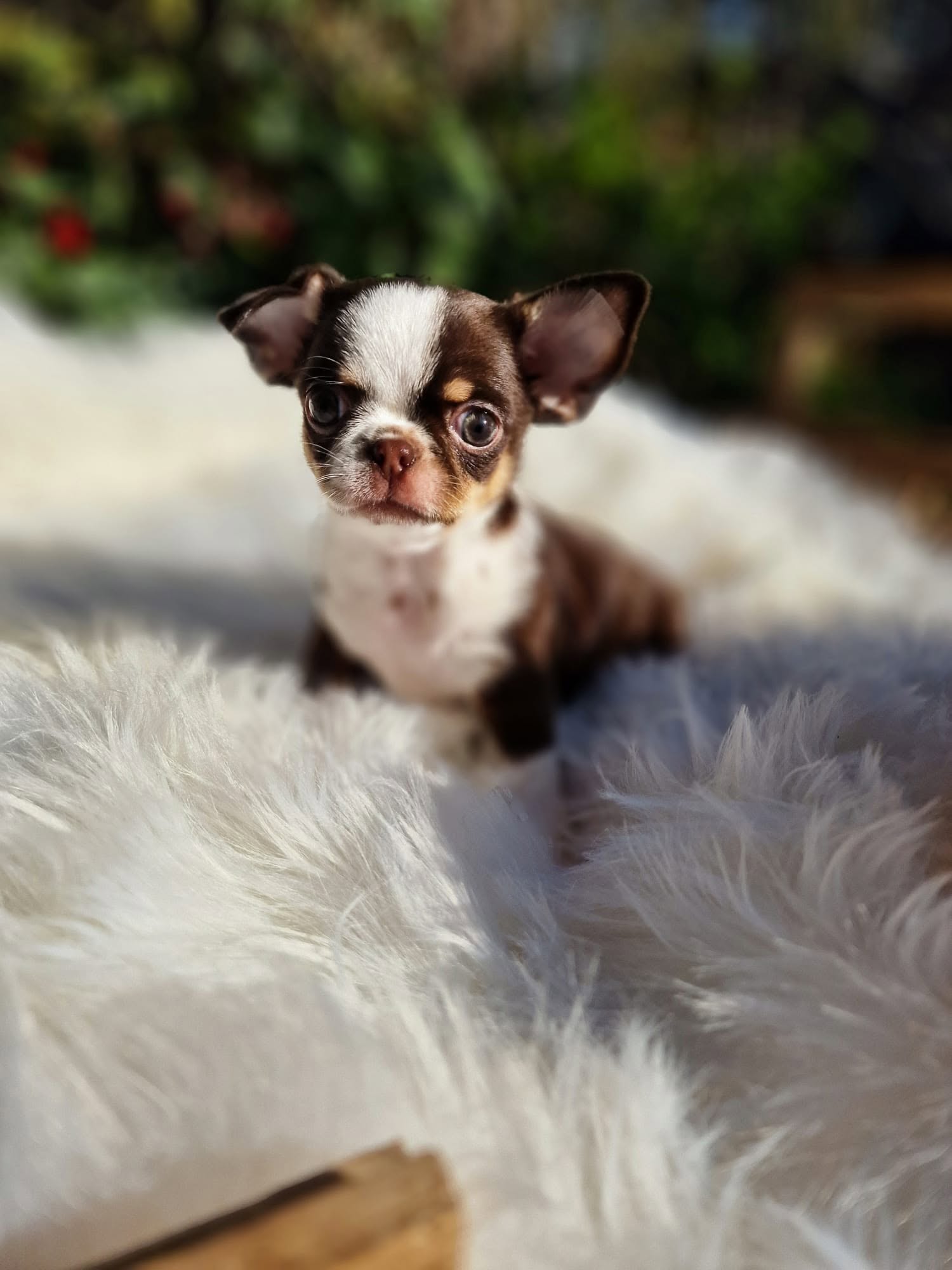 Chihuahua z rodzinnej hodowli Bajeczne Urwisy