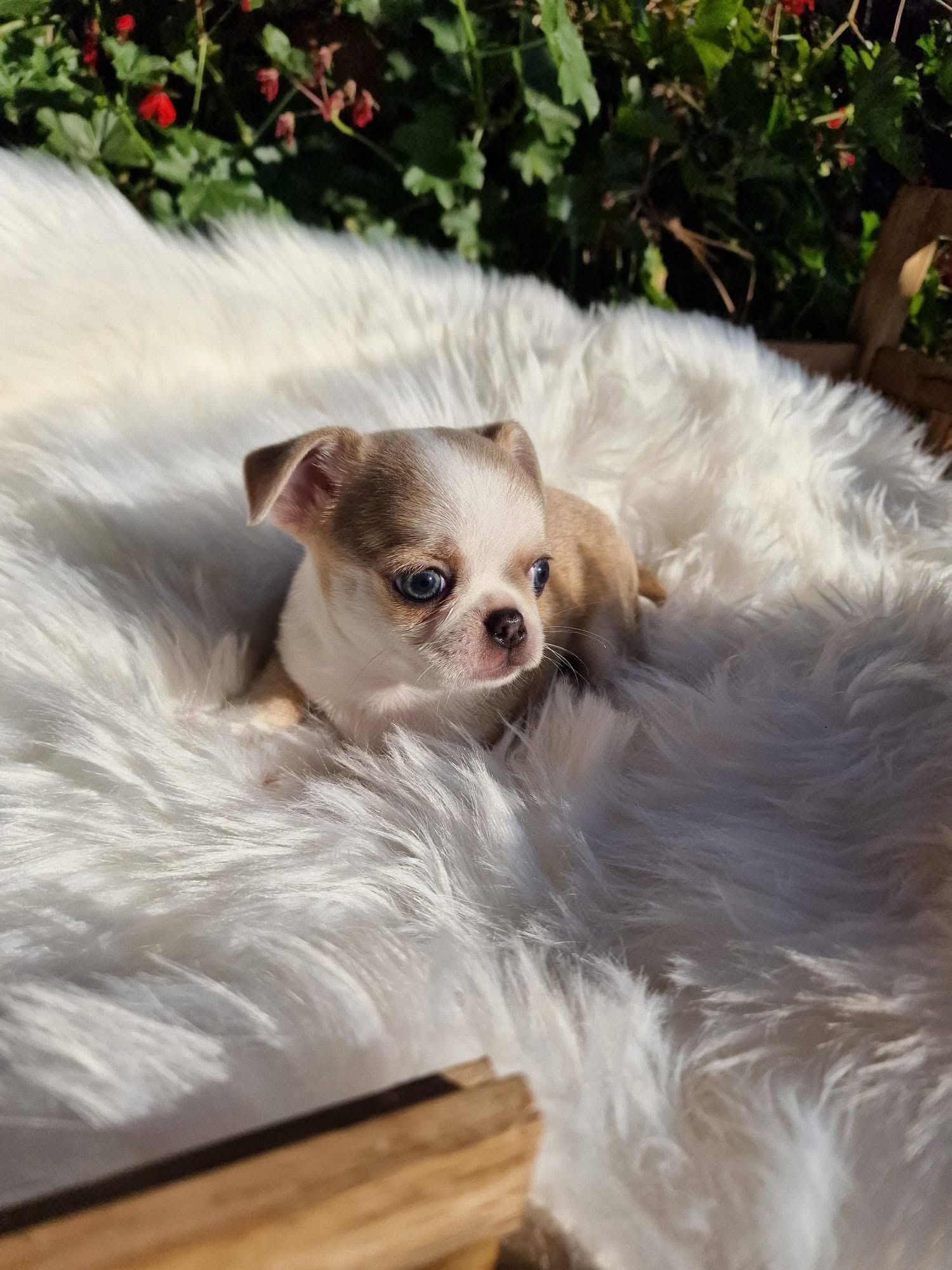 Chihuahua z rodzinnej hodowli Bajeczne Urwisy