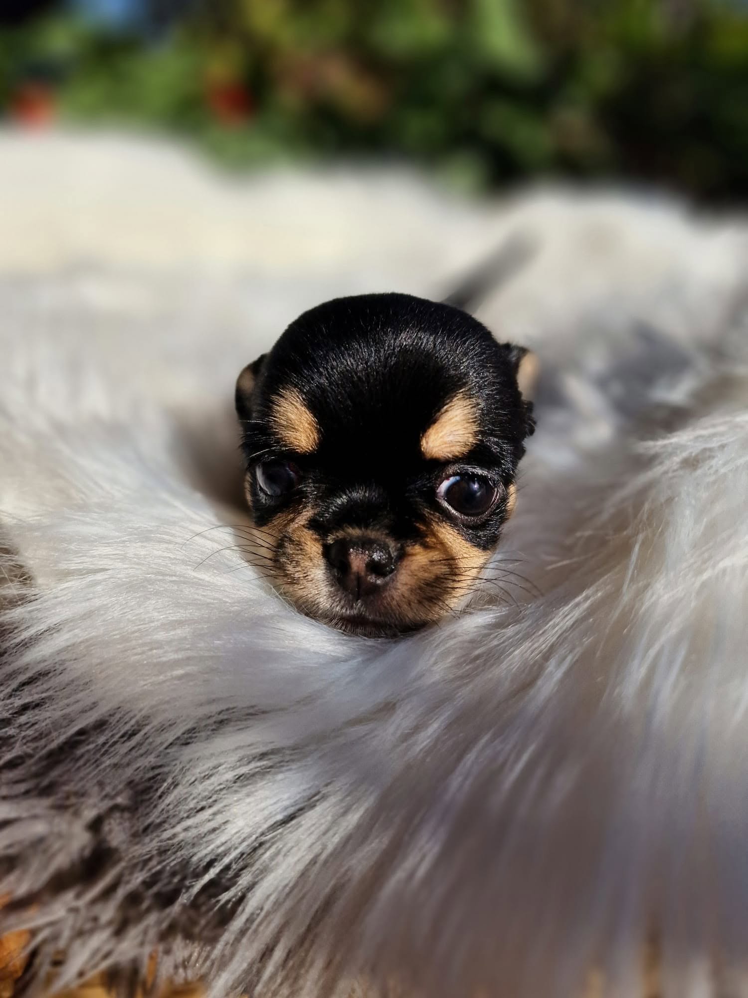 Chihuahua z rodzinnej hodowli Bajeczne Urwisy