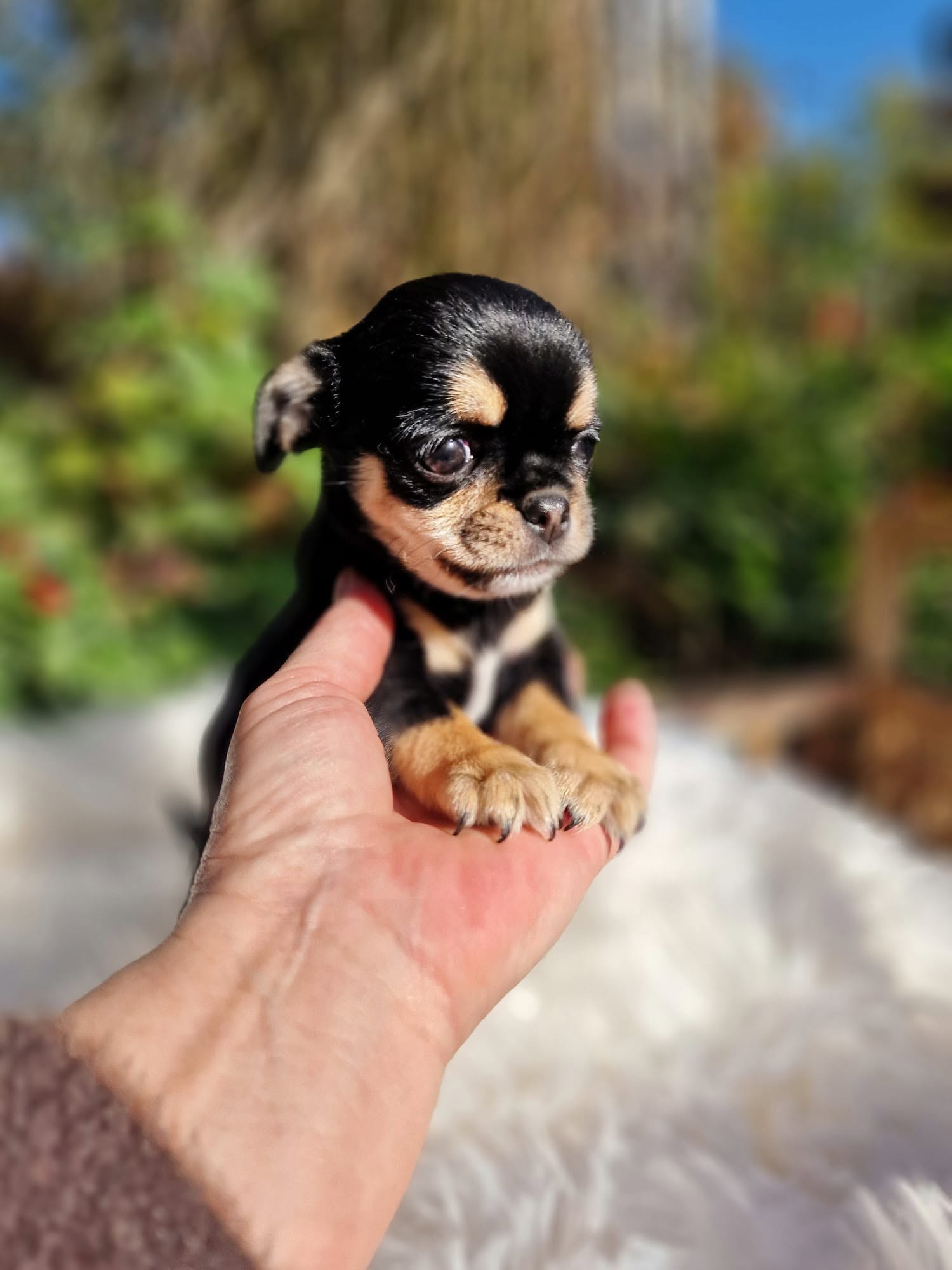 Chihuahua na rękach opiekuna