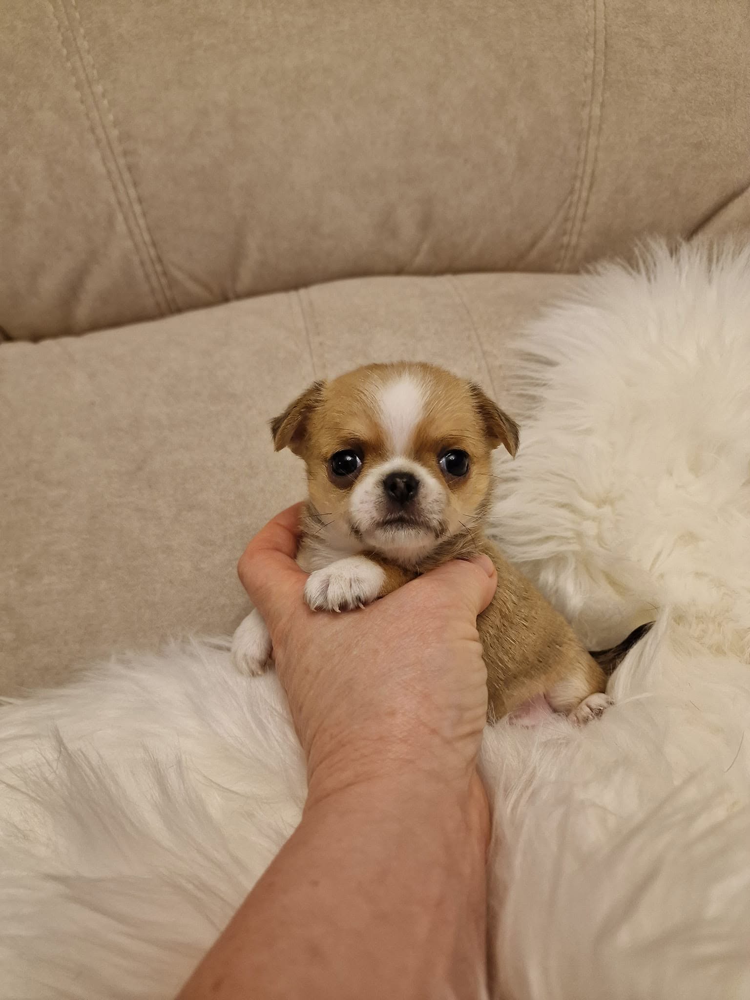 Chihuahua na rękach opiekuna