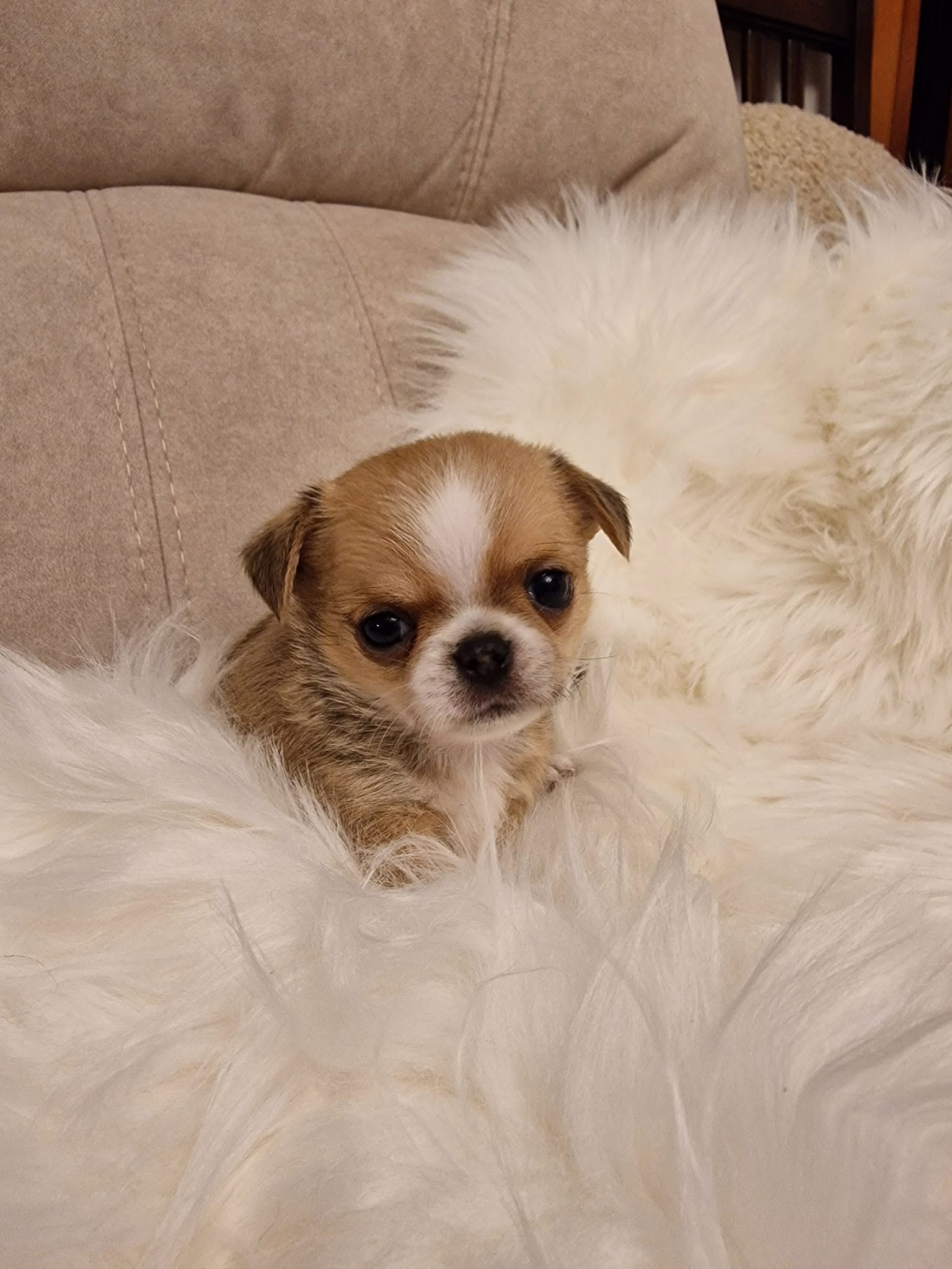 Chihuahua z rodzinnej hodowli Bajeczne Urwisy