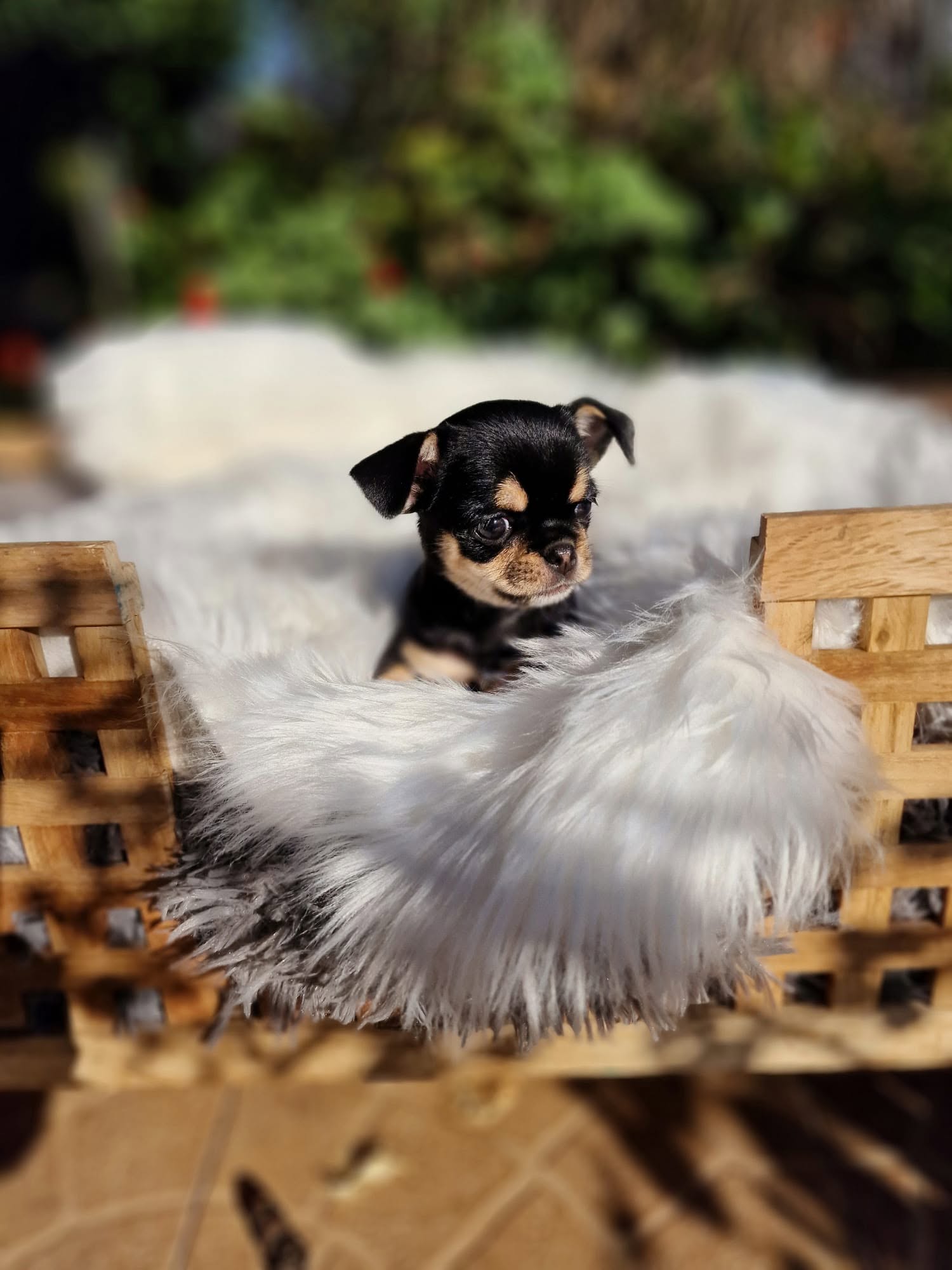 Chihuahua z rodzinnej hodowli Bajeczne Urwisy