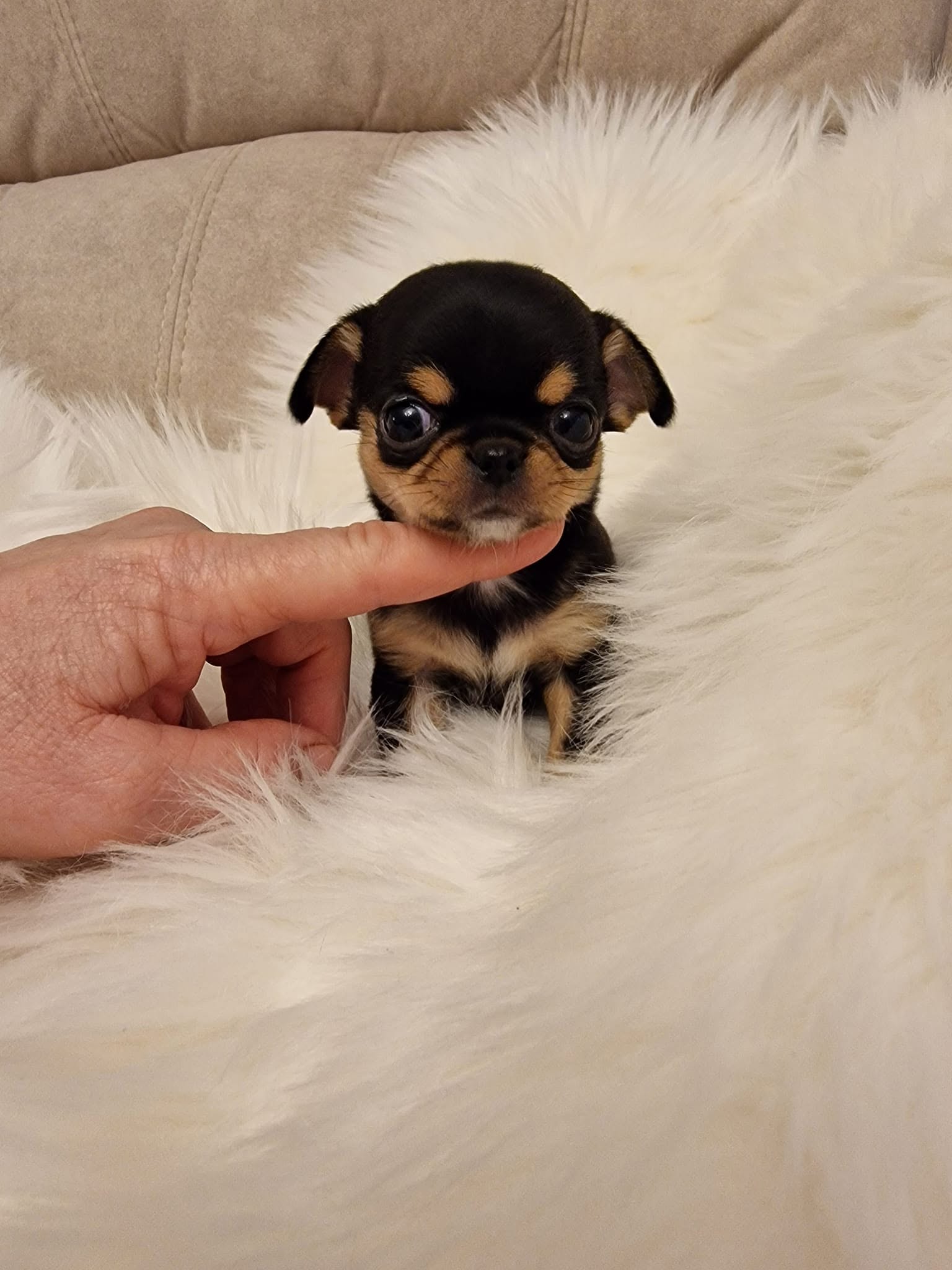 Chihuahua na rękach opiekuna