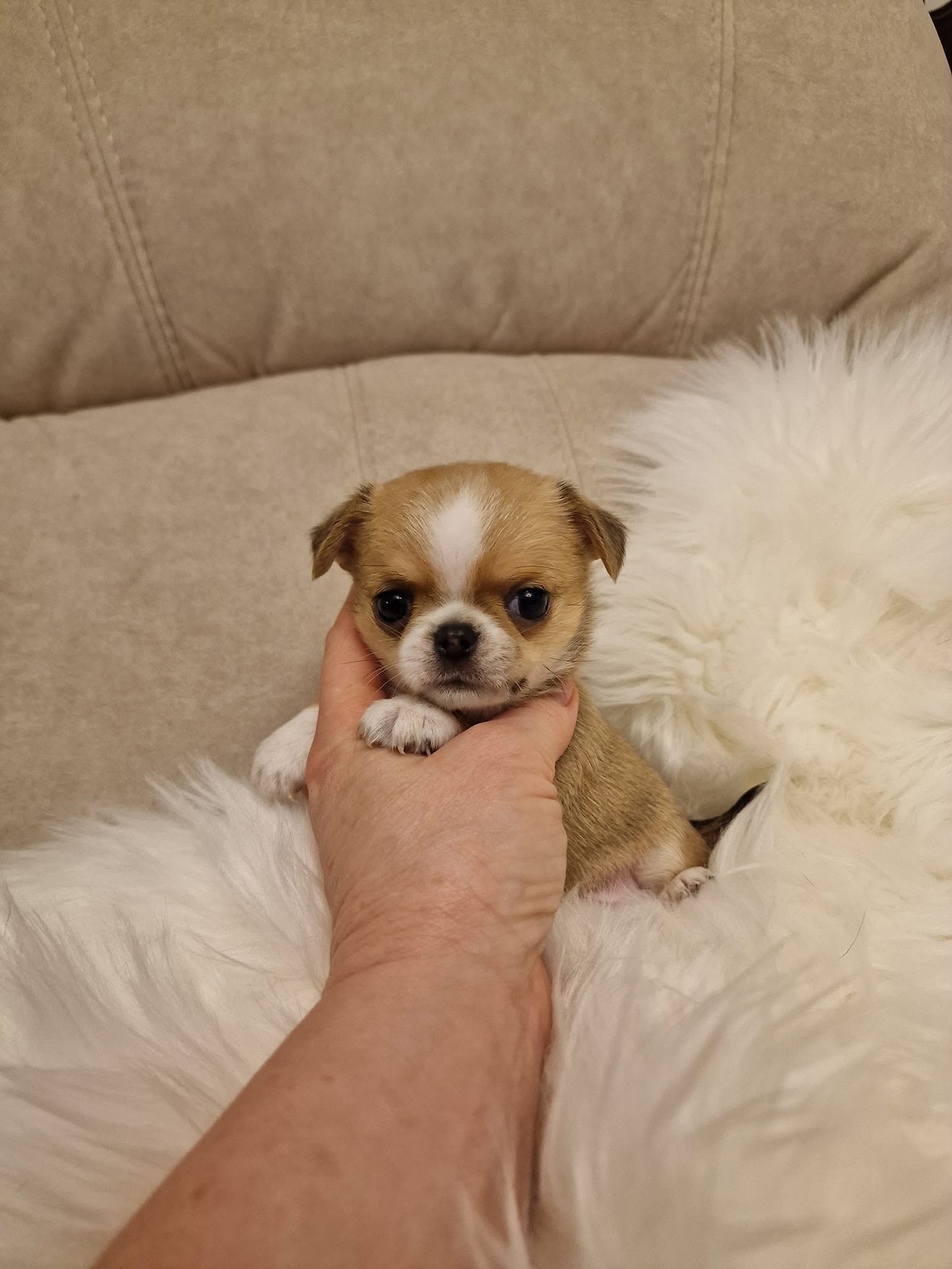 Chihuahua na rękach opiekuna