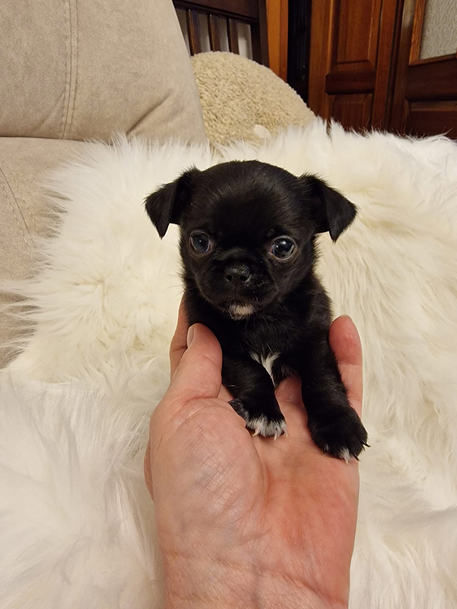 Chihuahua na rękach opiekuna