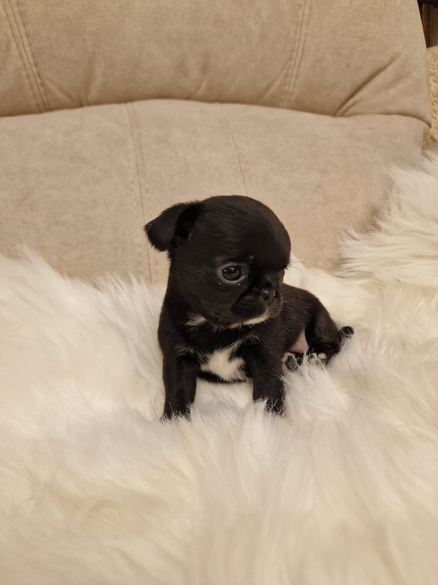 Chihuahua z rodzinnej hodowli Bajeczne Urwisy