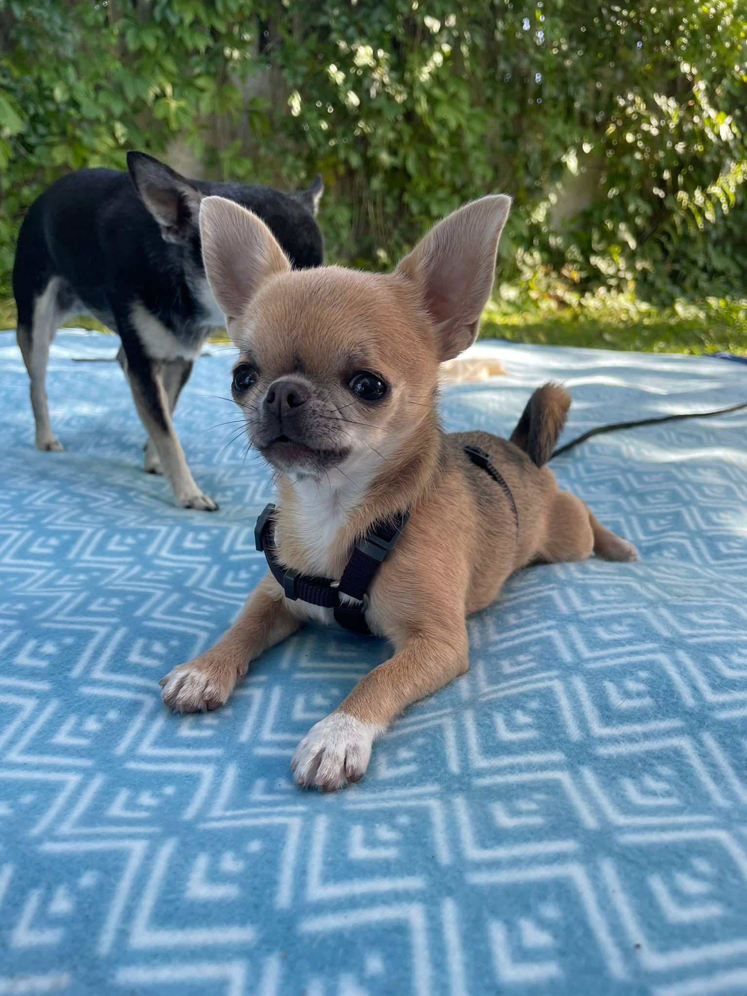 Chihuahua z rodzinnej hodowli Bajeczne Urwisy