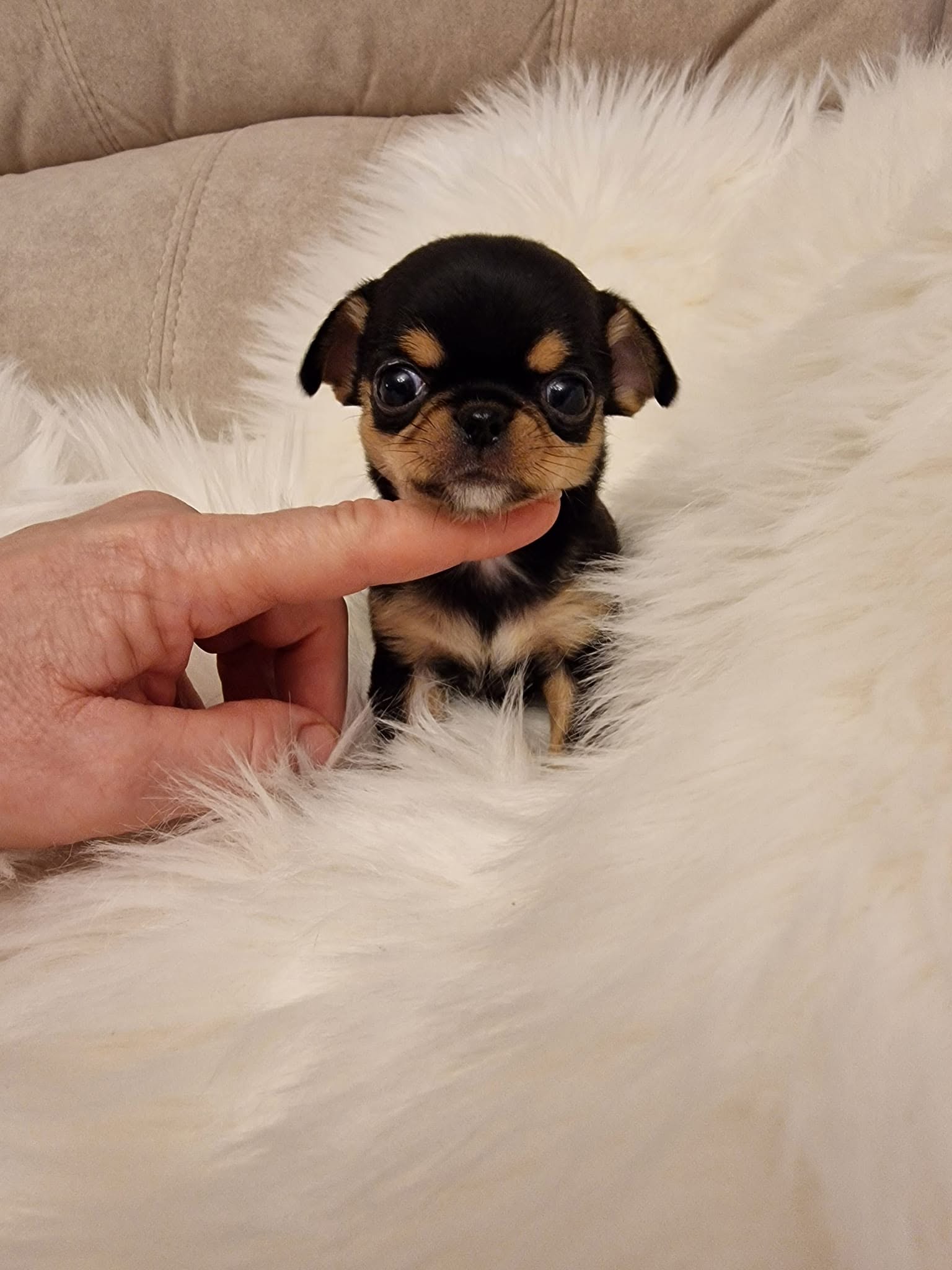 Chihuahua na rękach opiekuna