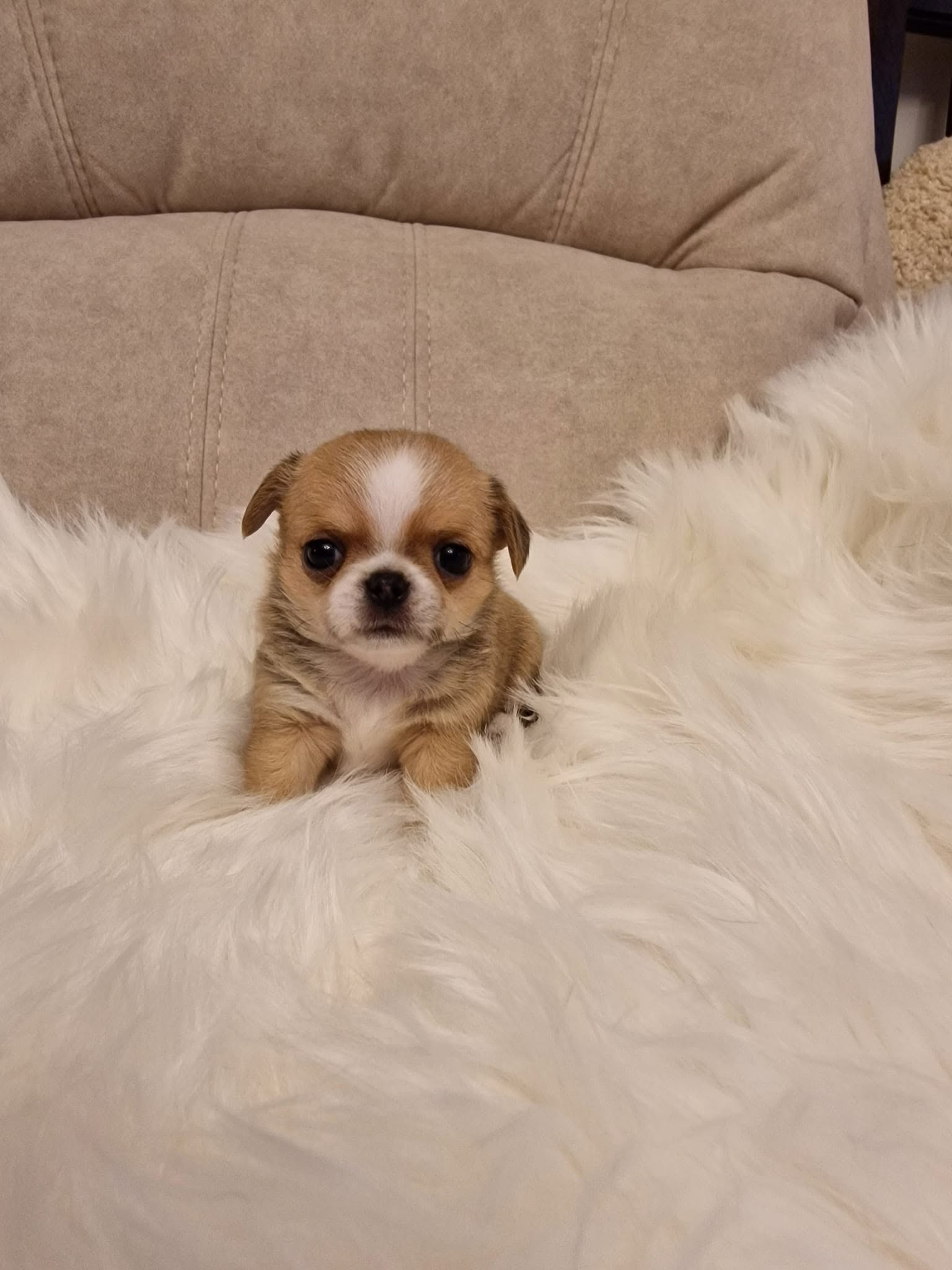 Chihuahua z rodzinnej hodowli Bajeczne Urwisy