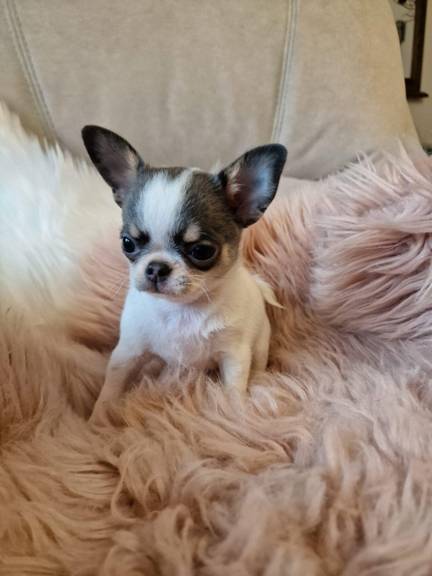 Chihuahua z rodzinnej hodowli Bajeczne Urwisy