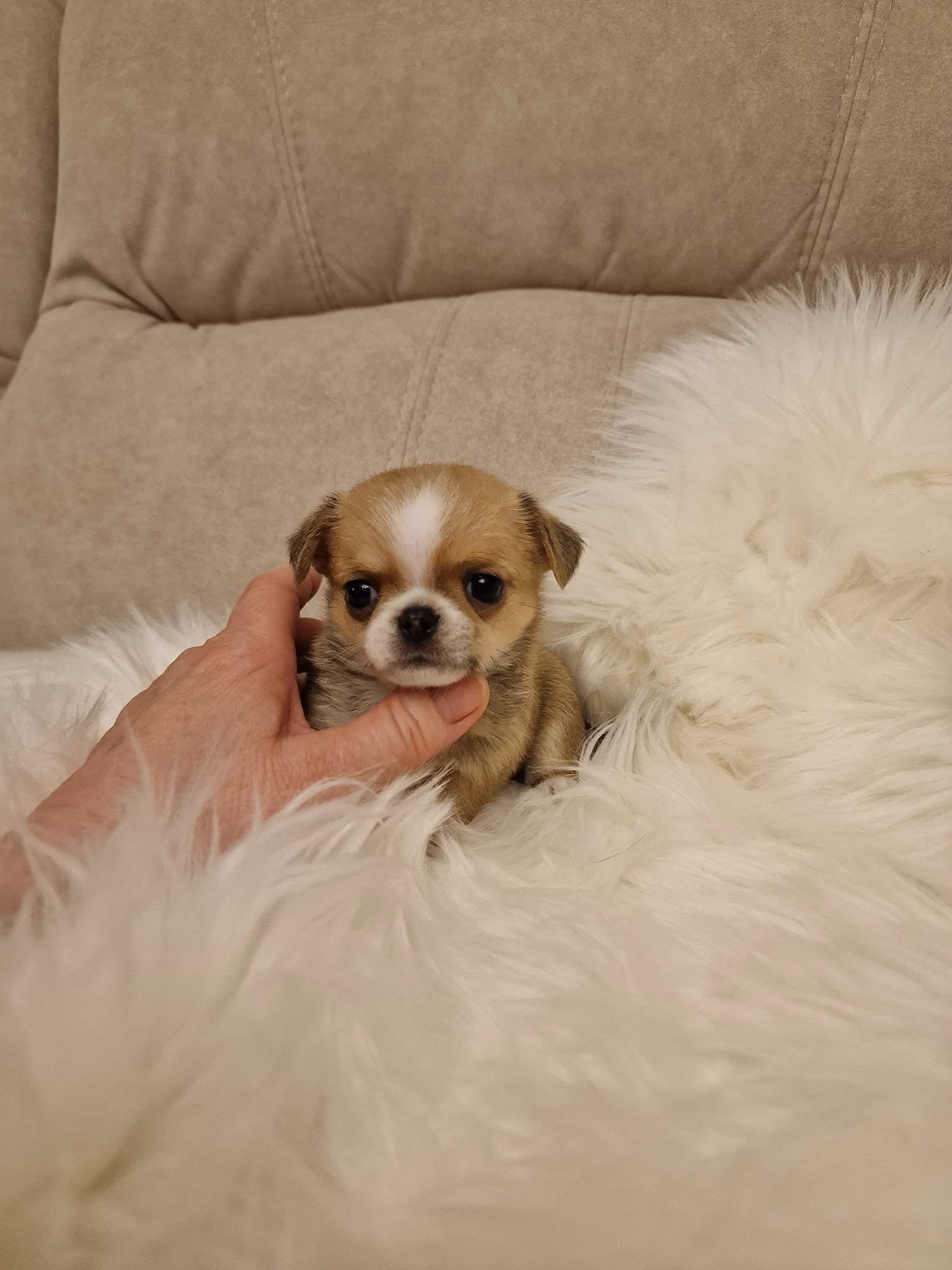 Chihuahua na rękach opiekuna