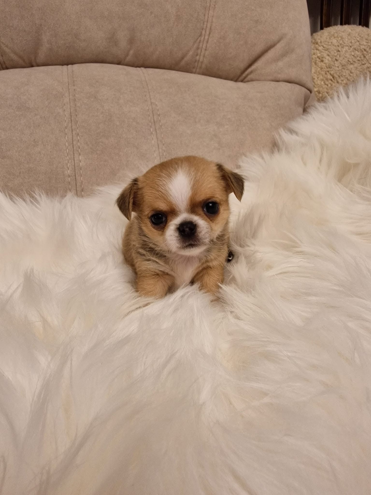 Chihuahua z rodzinnej hodowli Bajeczne Urwisy