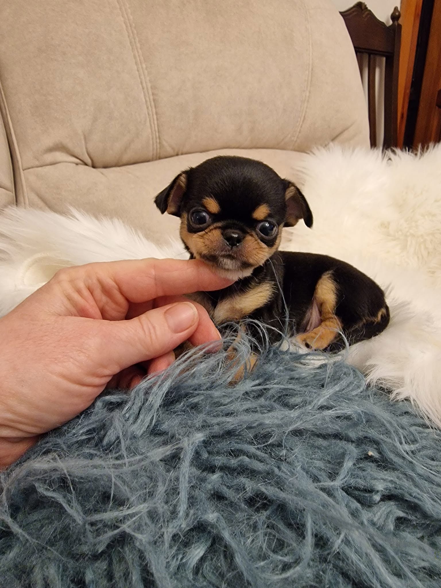 Chihuahua na rękach opiekuna