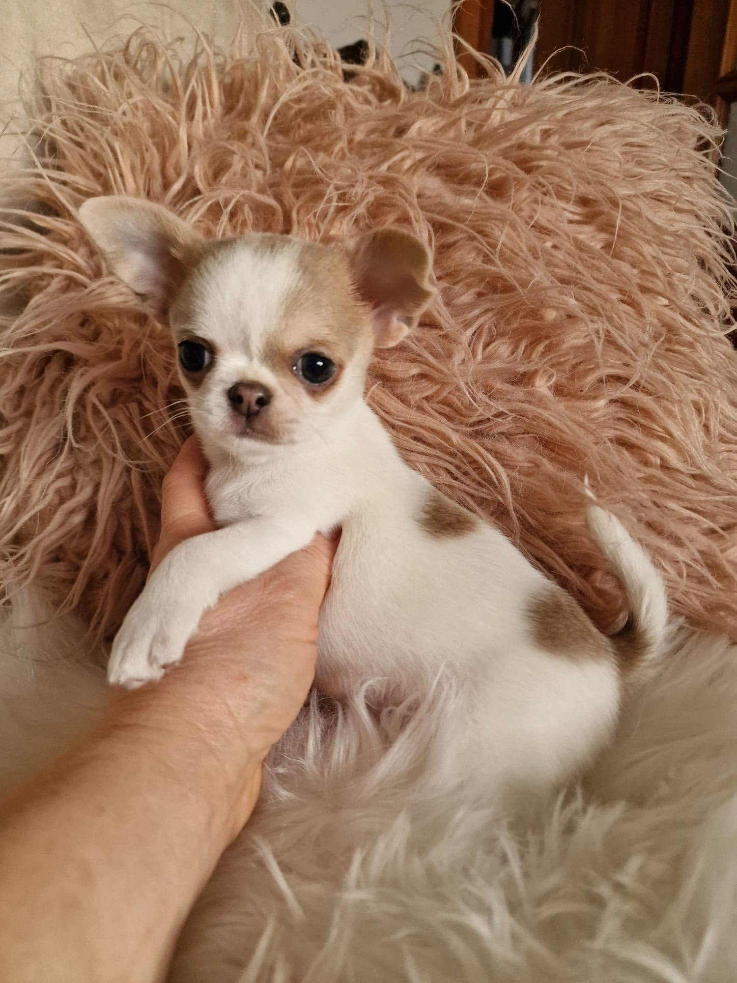 Chihuahua na rękach opiekuna