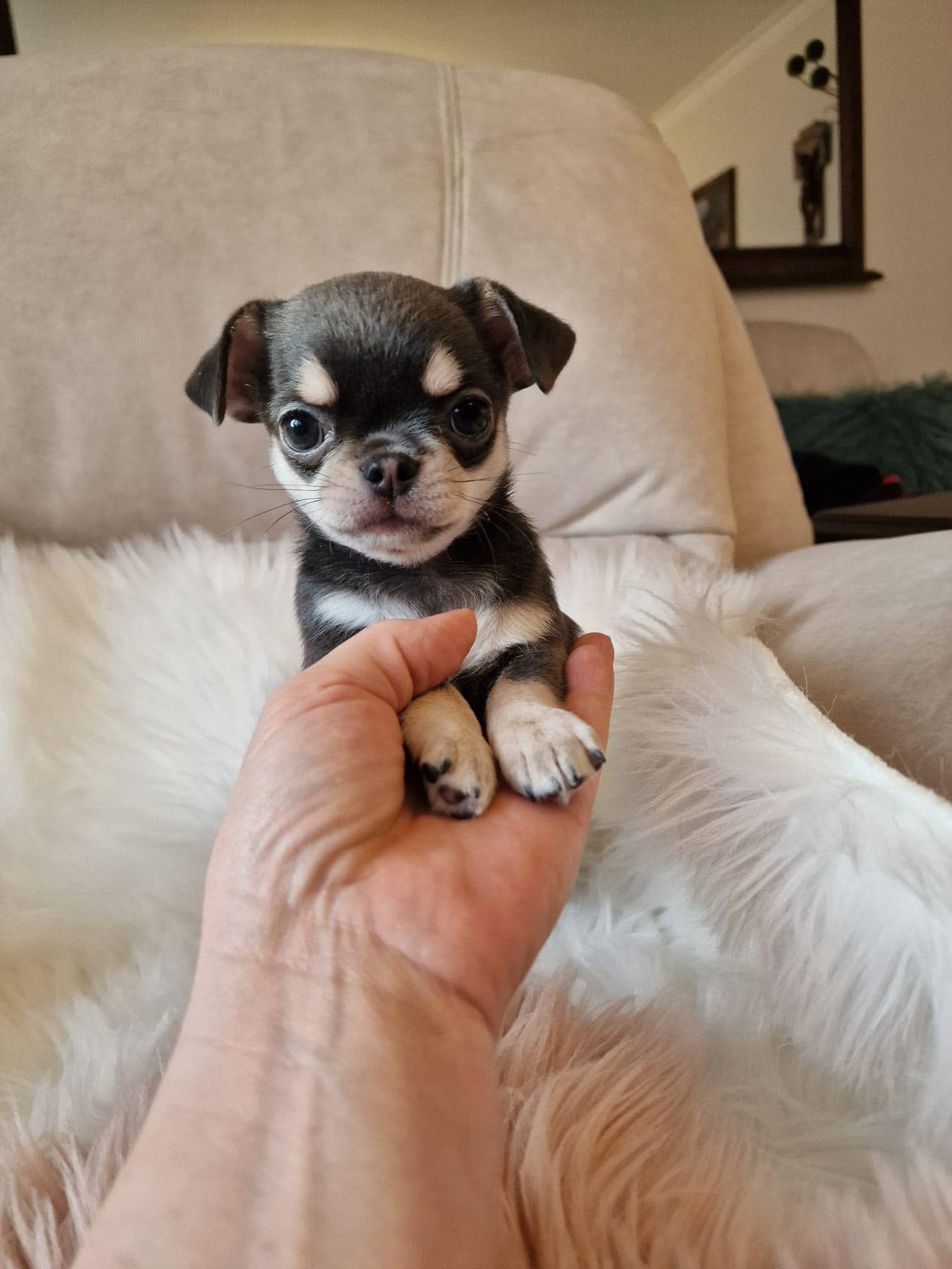 Chihuahua na rękach opiekuna