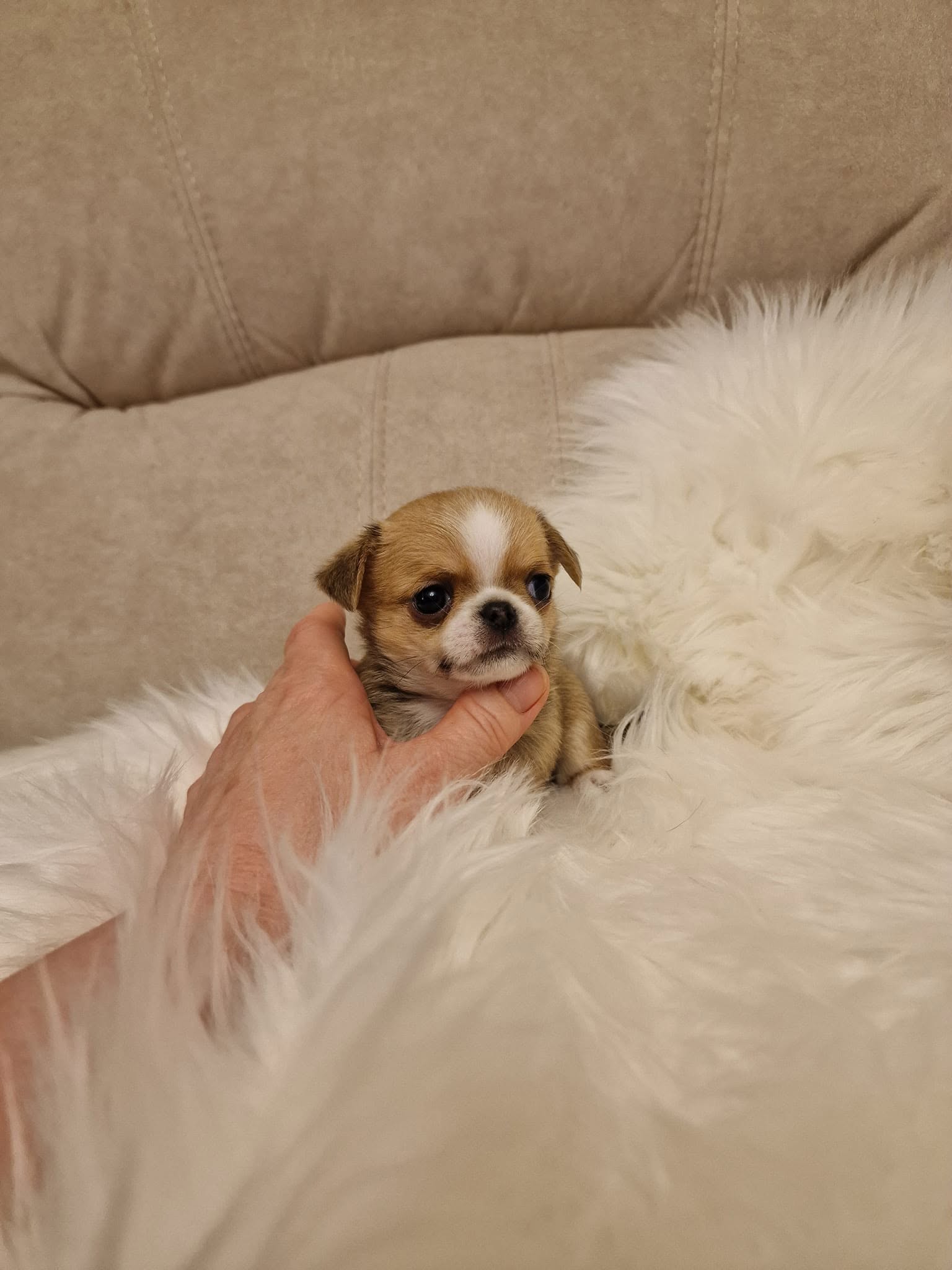 Chihuahua na rękach opiekuna