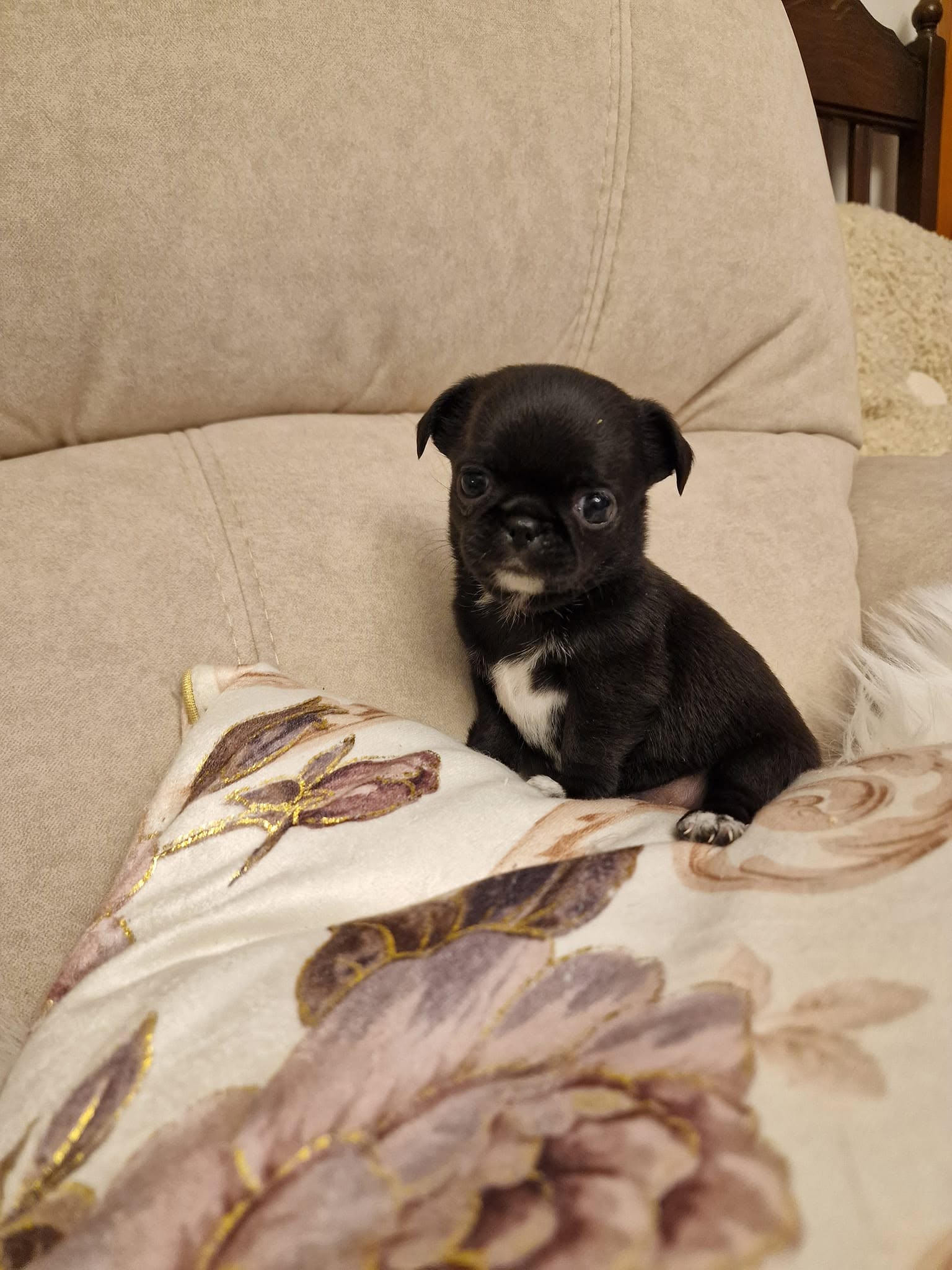 Chihuahua z rodzinnej hodowli Bajeczne Urwisy