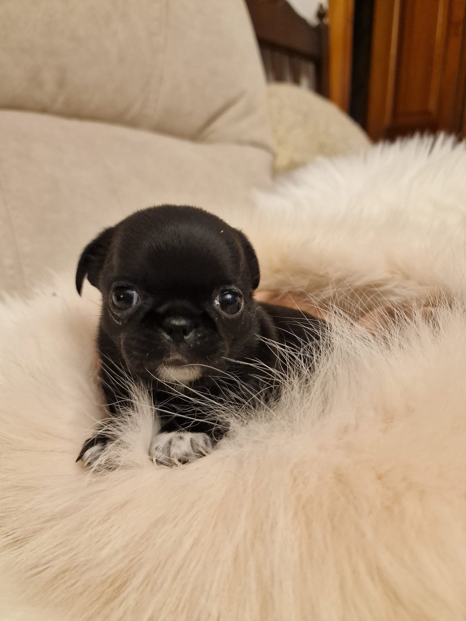 Chihuahua z rodzinnej hodowli Bajeczne Urwisy